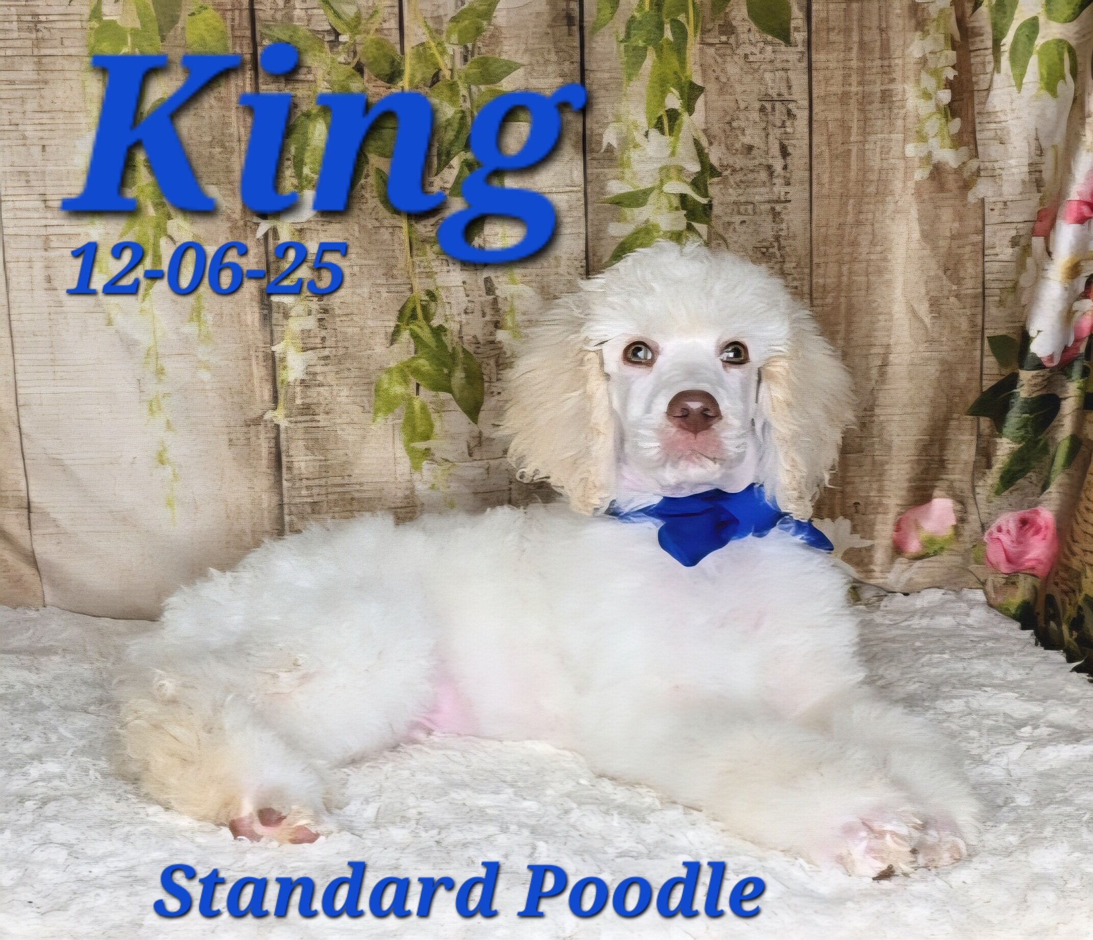 King a male Standard Poodle image 2
