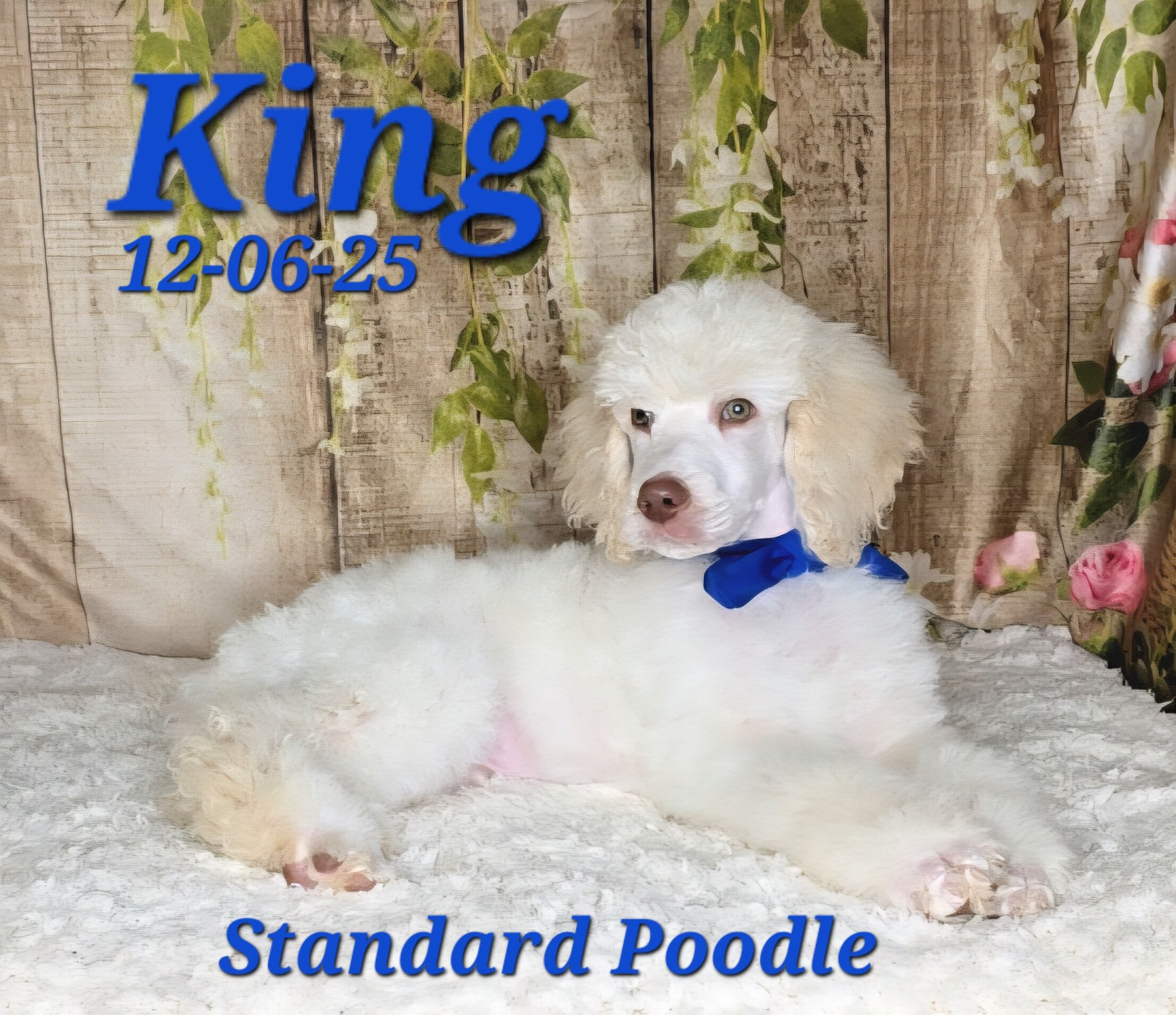 King a male Standard Poodle image 6