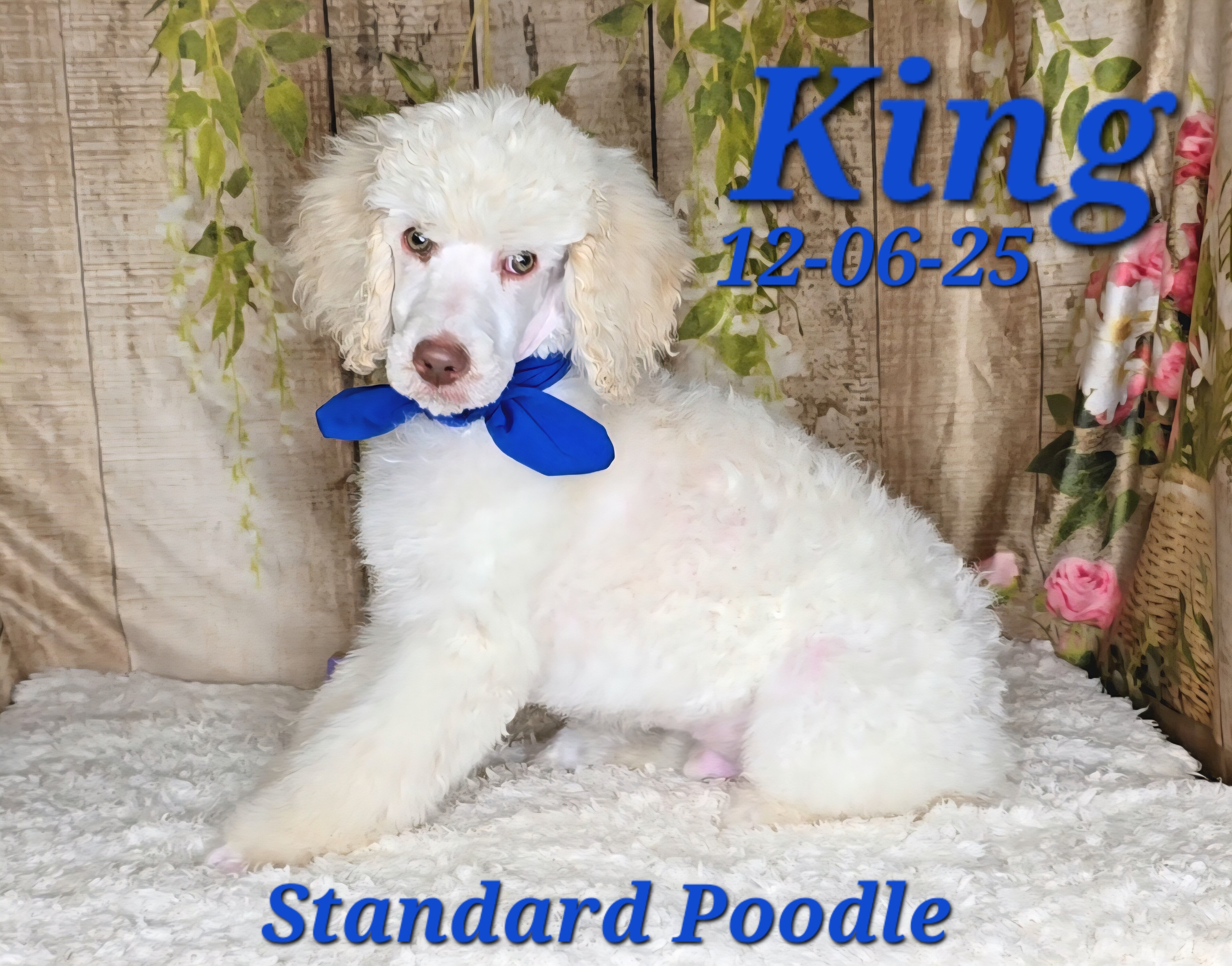 King a male Standard Poodle image 5