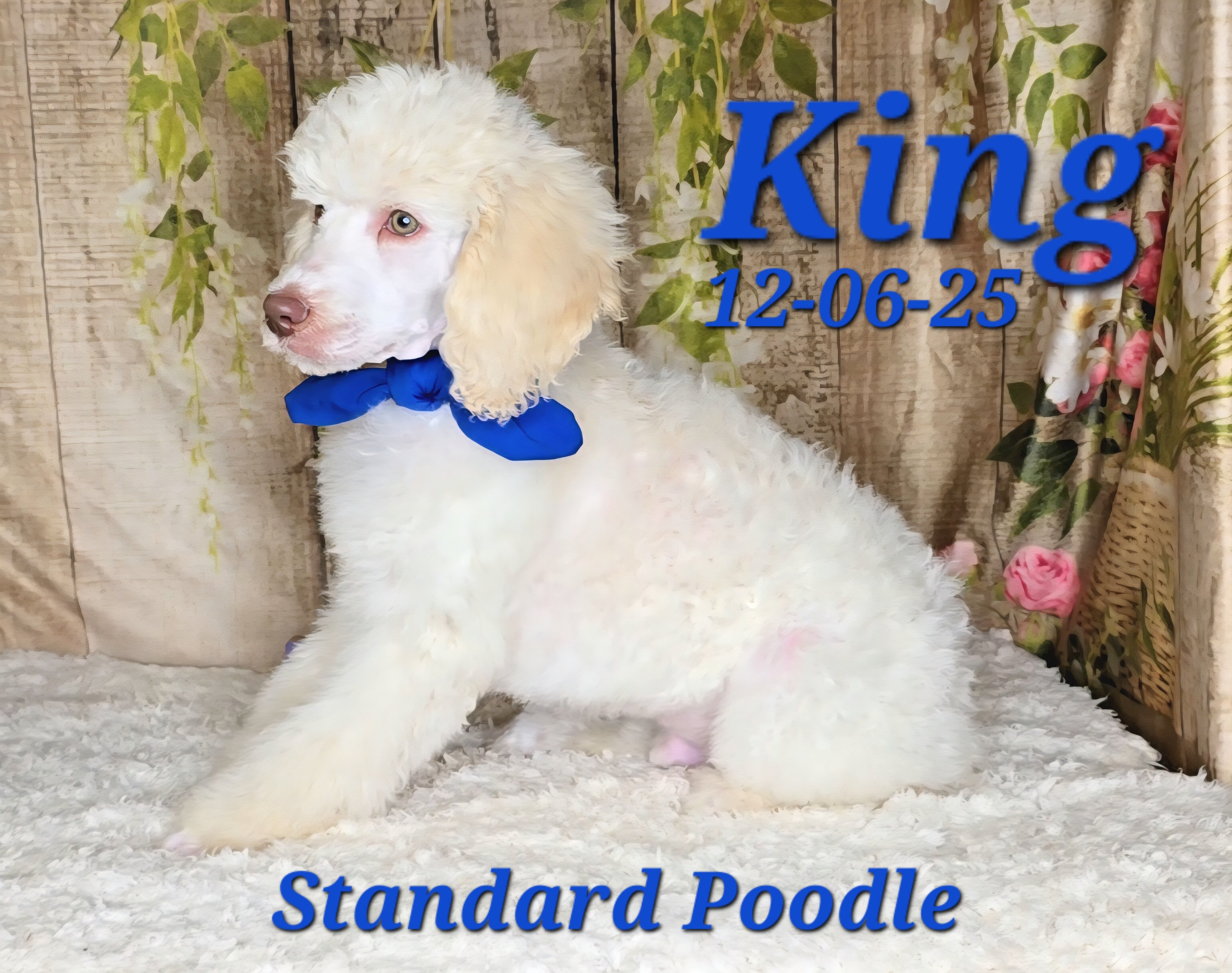 King a male Standard Poodle image 3