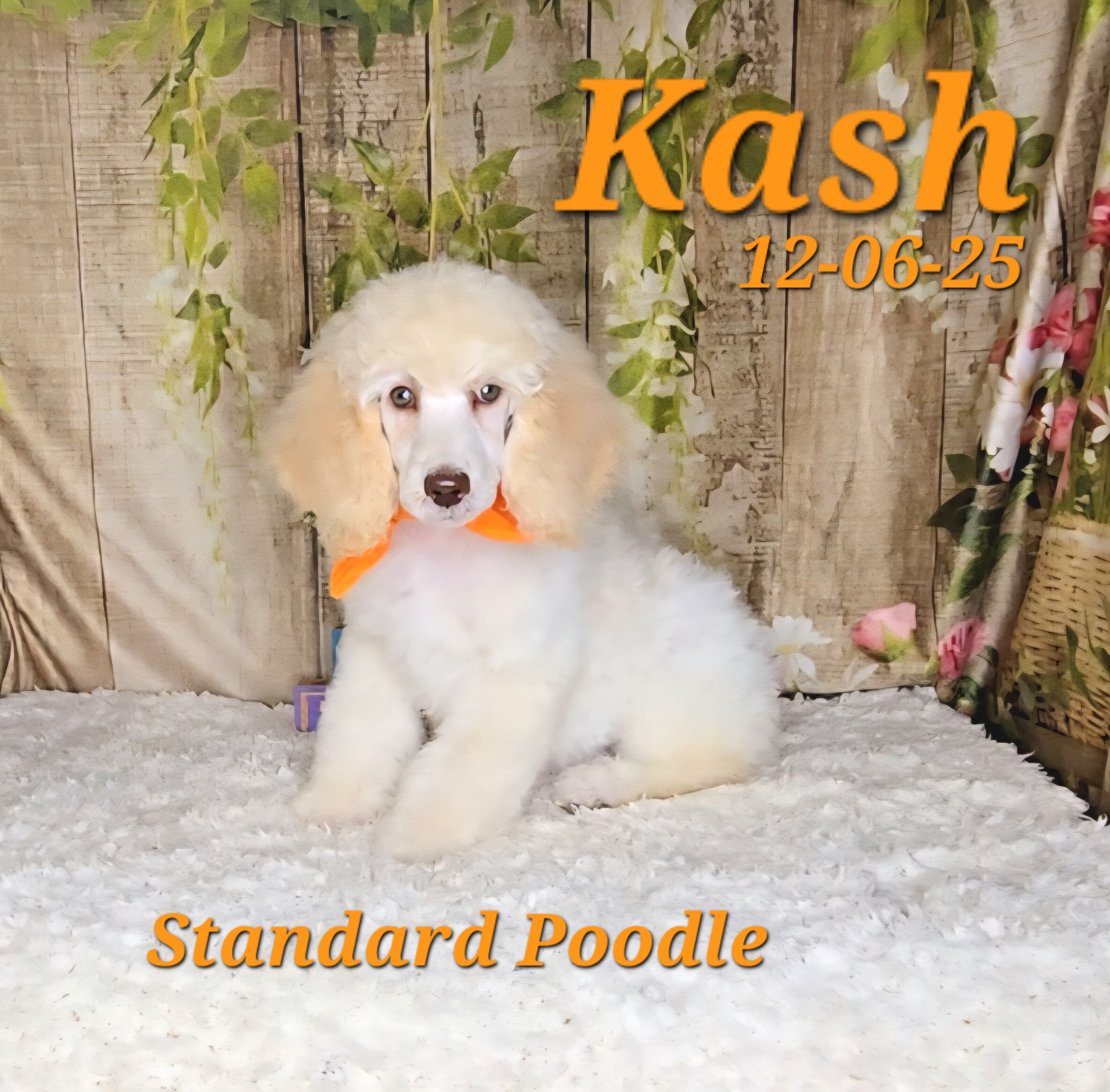 Kash a male Standard Poodle image 4