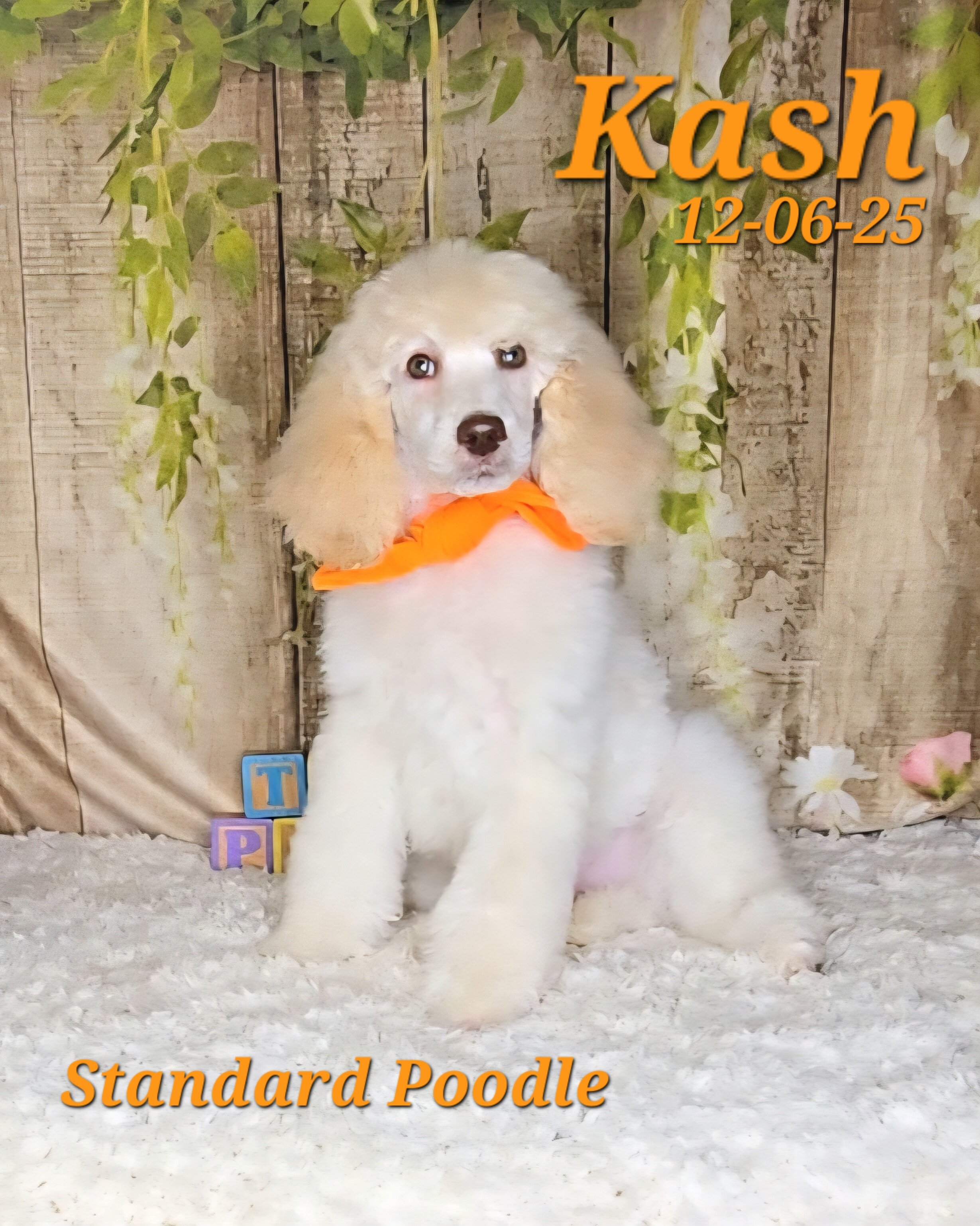 Kash a male Standard Poodle image 1