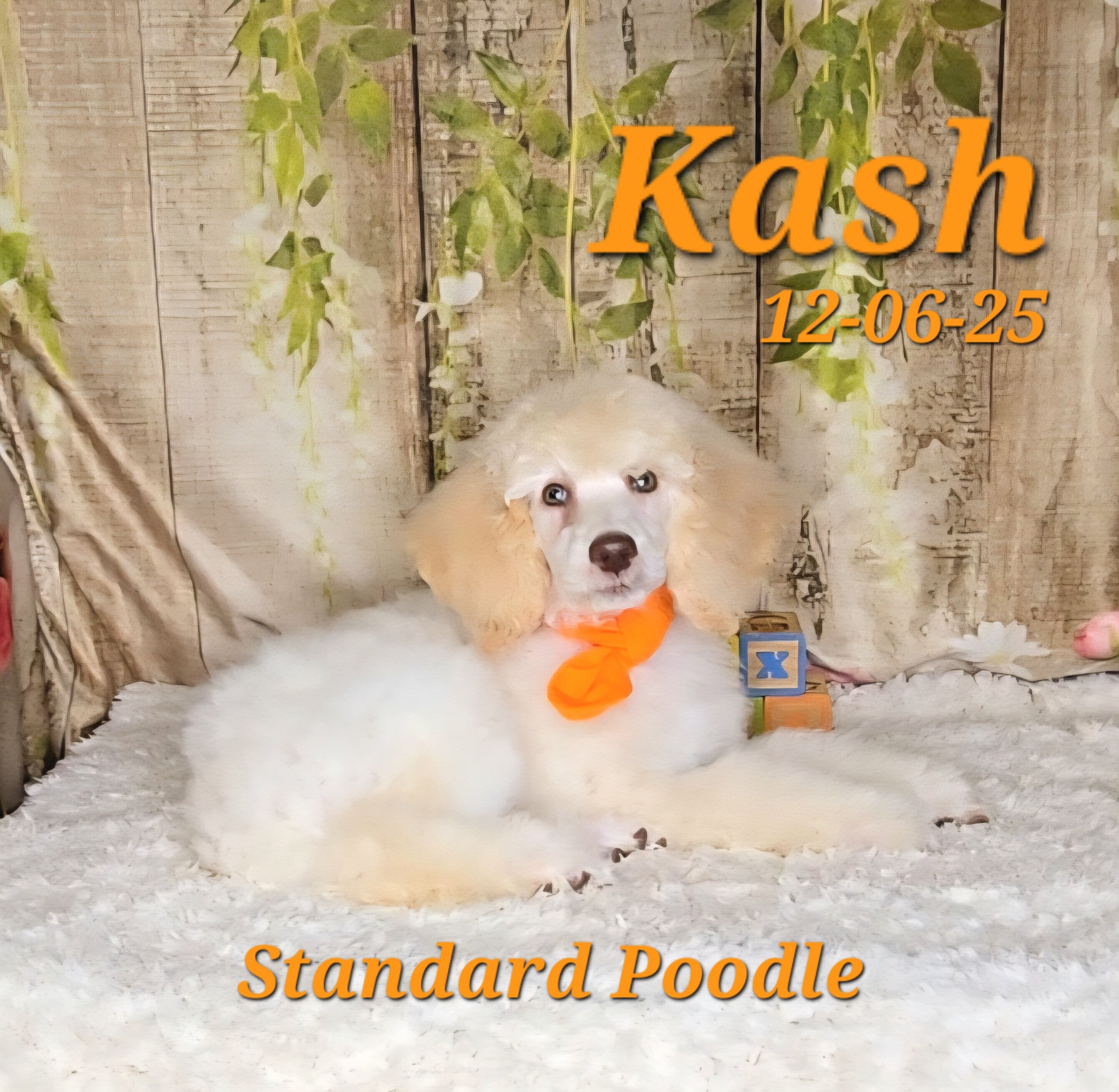 Kash a male Standard Poodle image 3