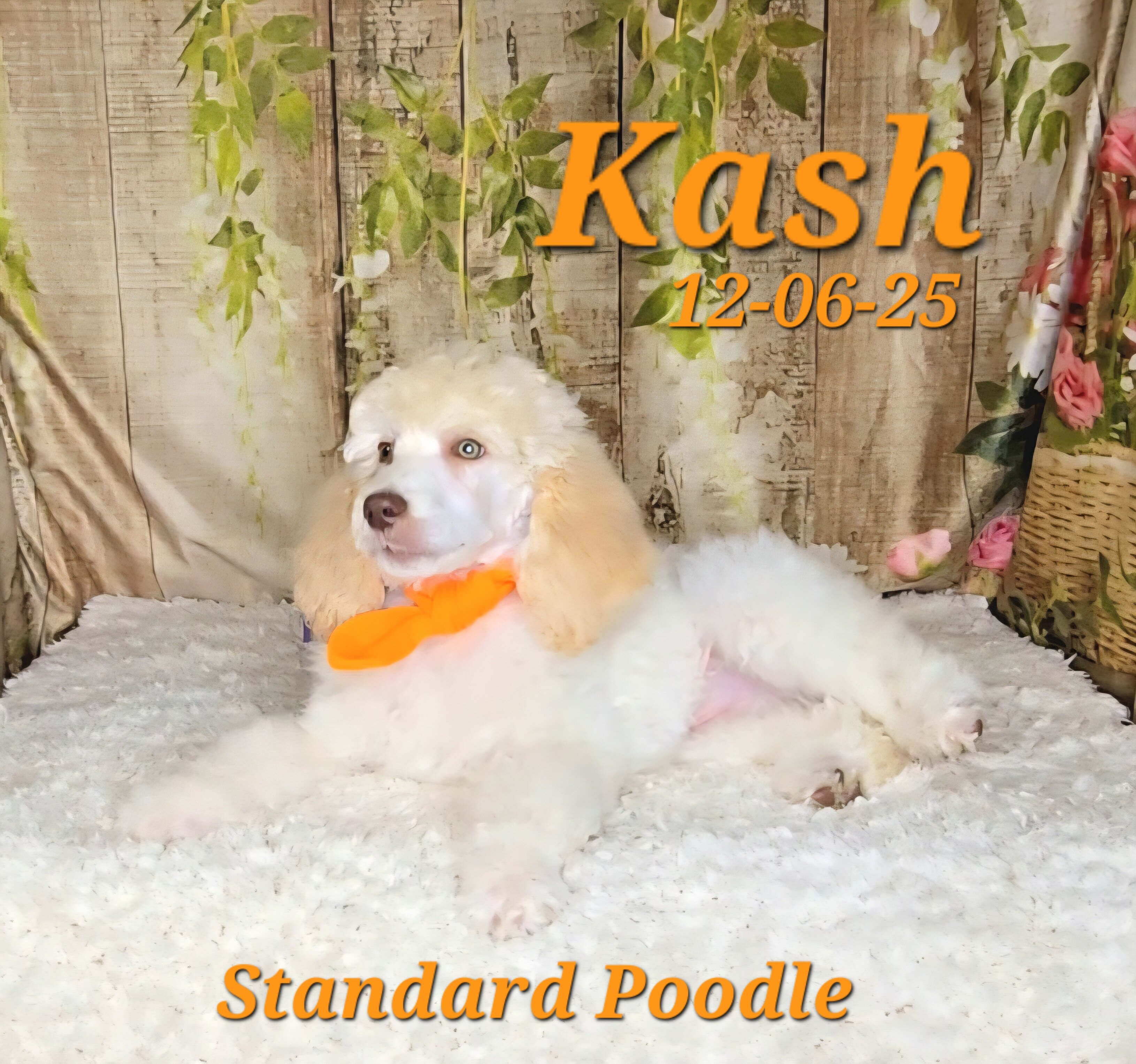 Kash a male Standard Poodle image 5