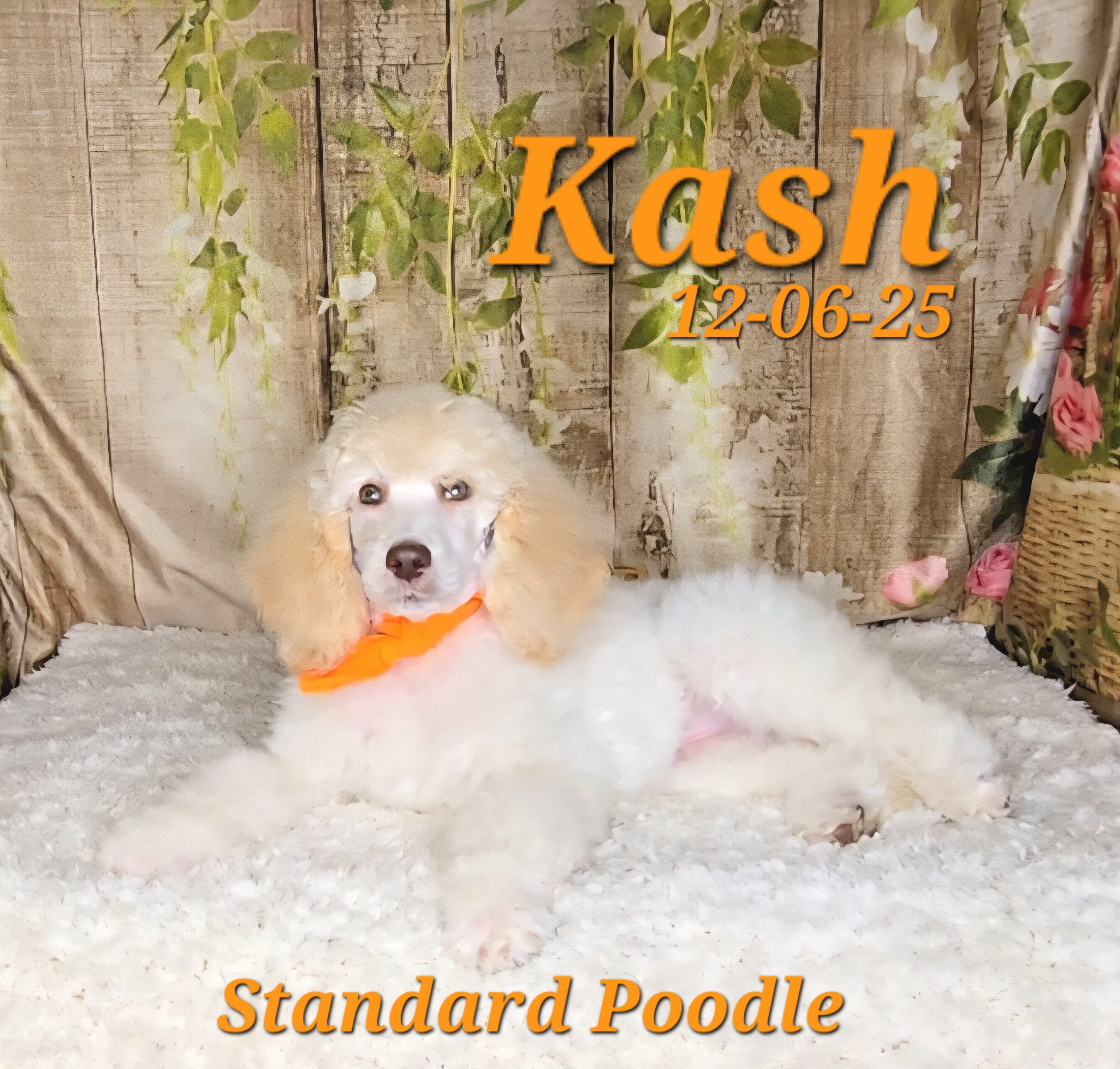 Kash a male Standard Poodle image 2