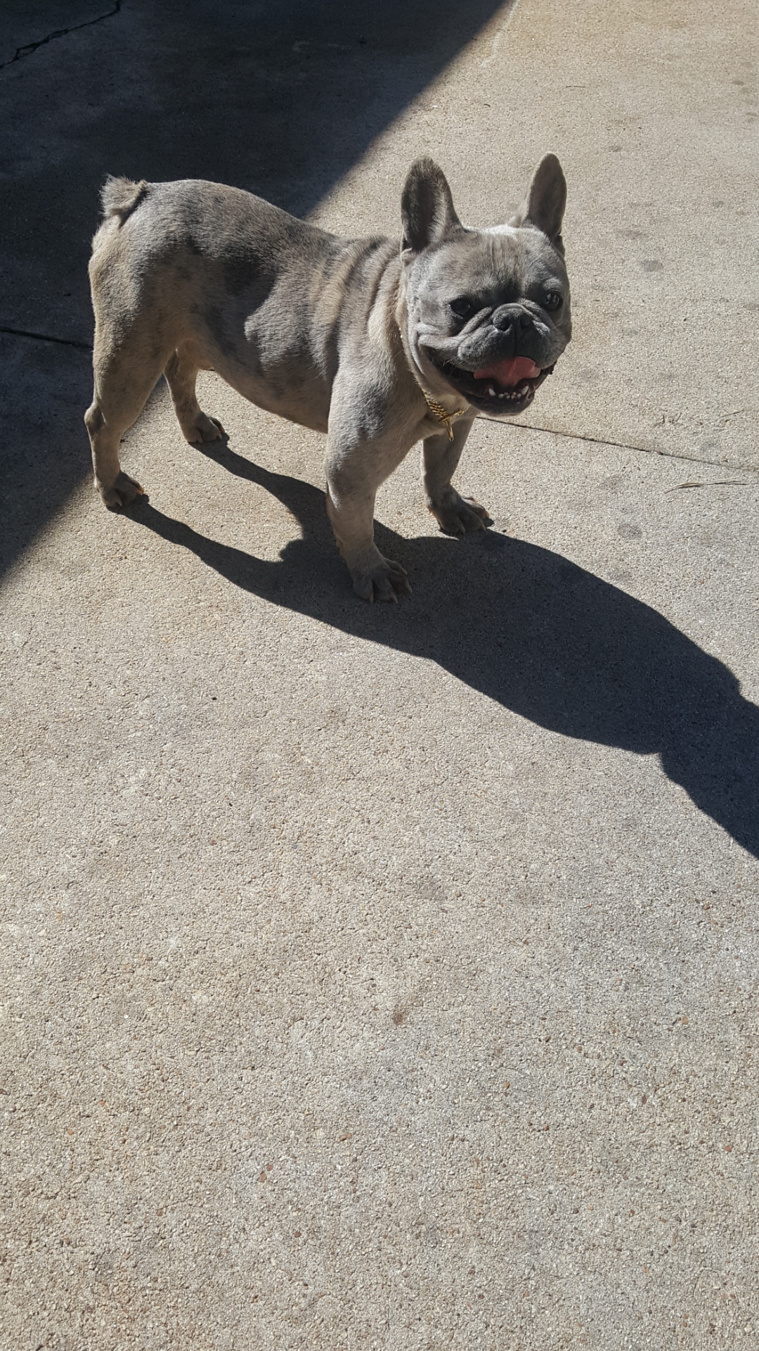 French bulldog image 1