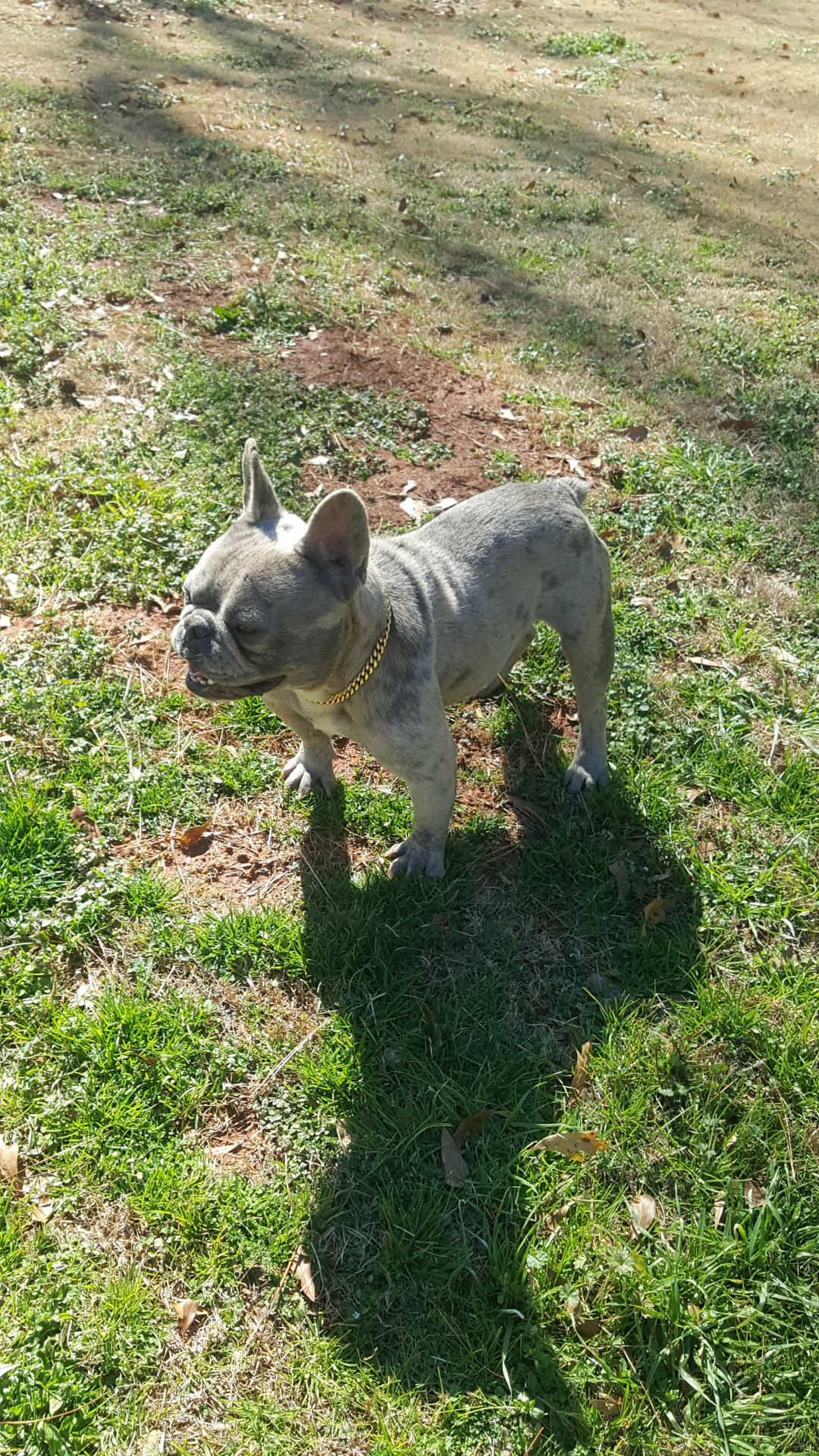 French bulldog image 2