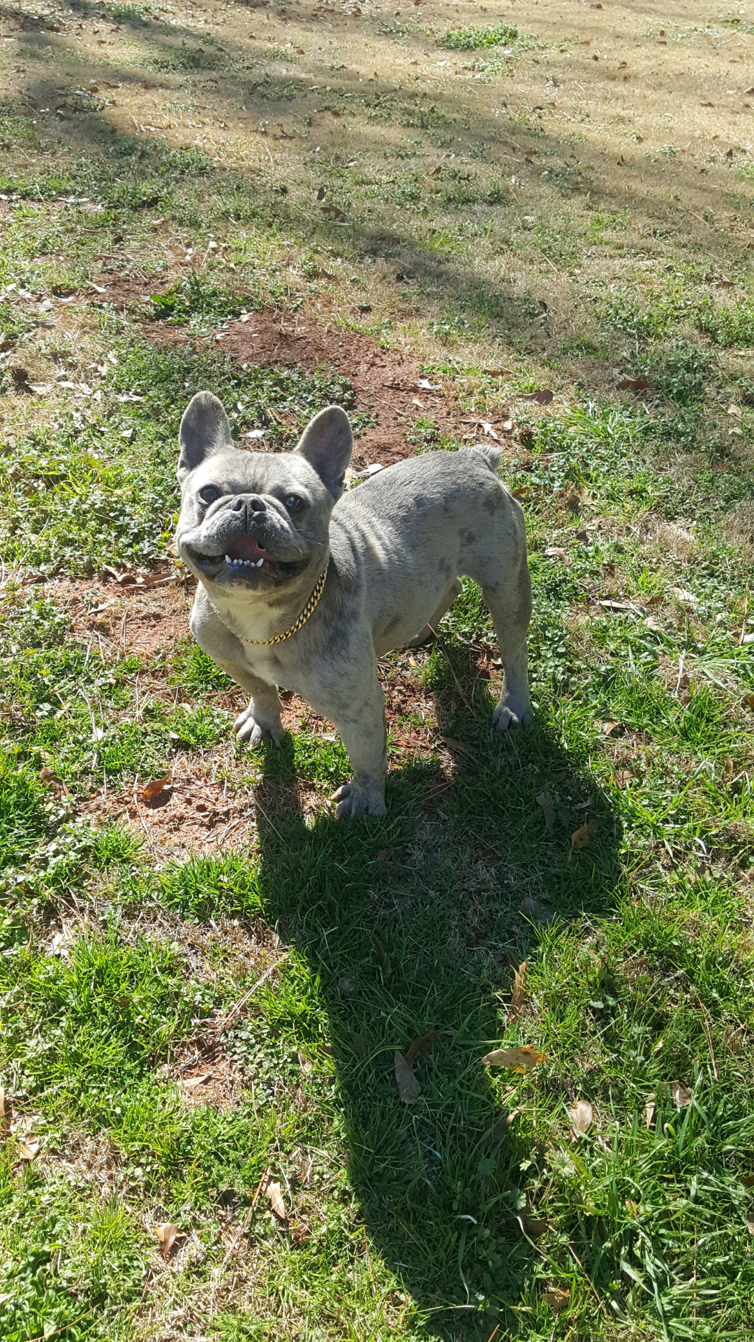 French bulldog image 3