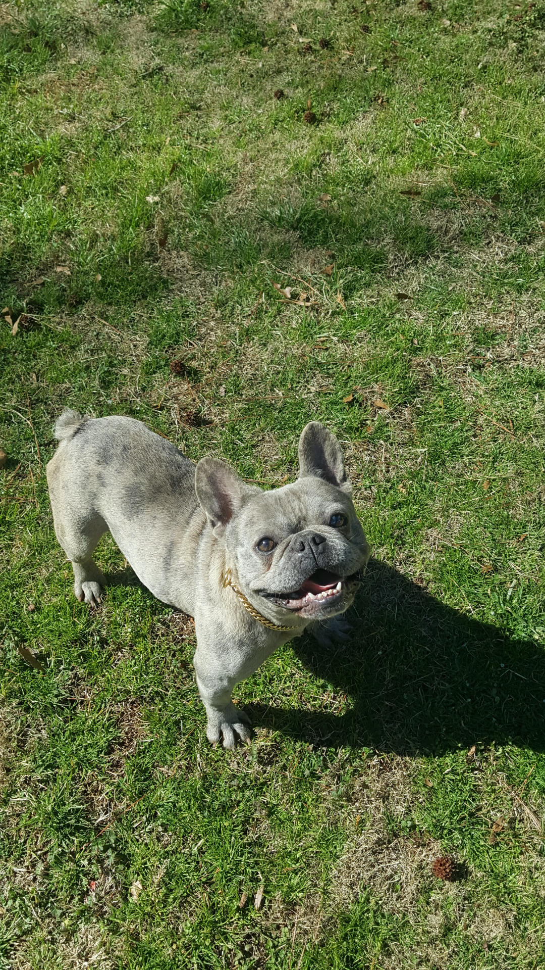 French bulldog image 4