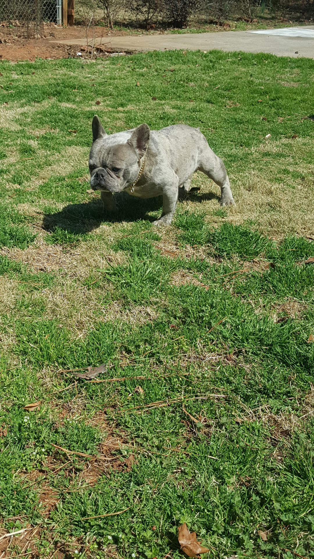 French bulldog image 5