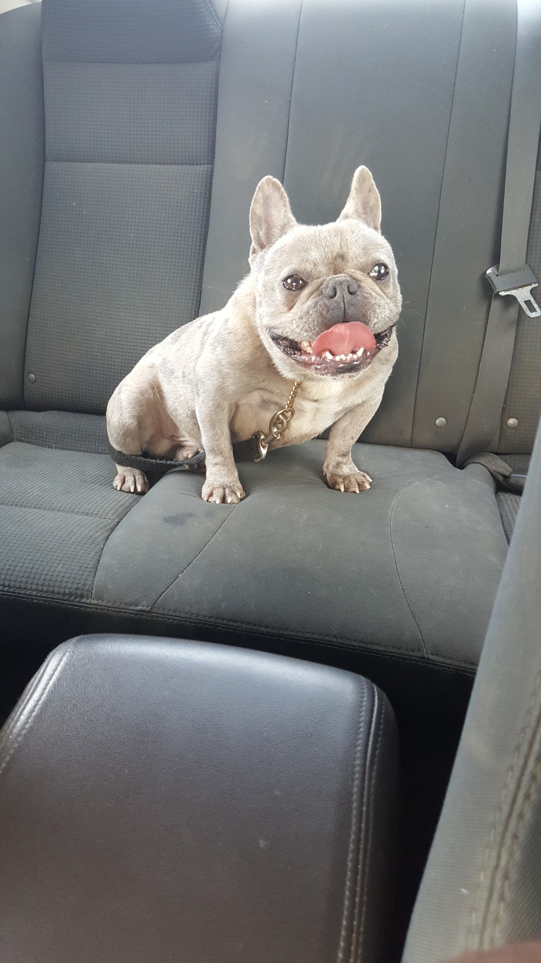 French bulldog image 6