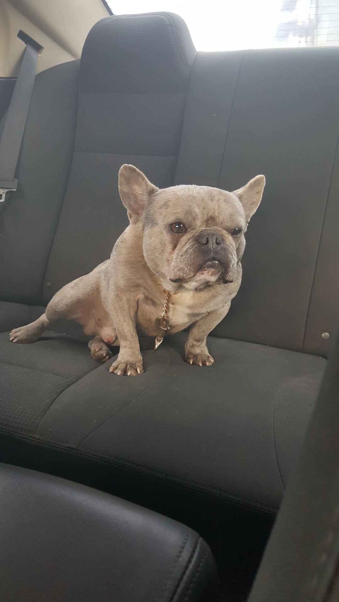 French bulldog image 7