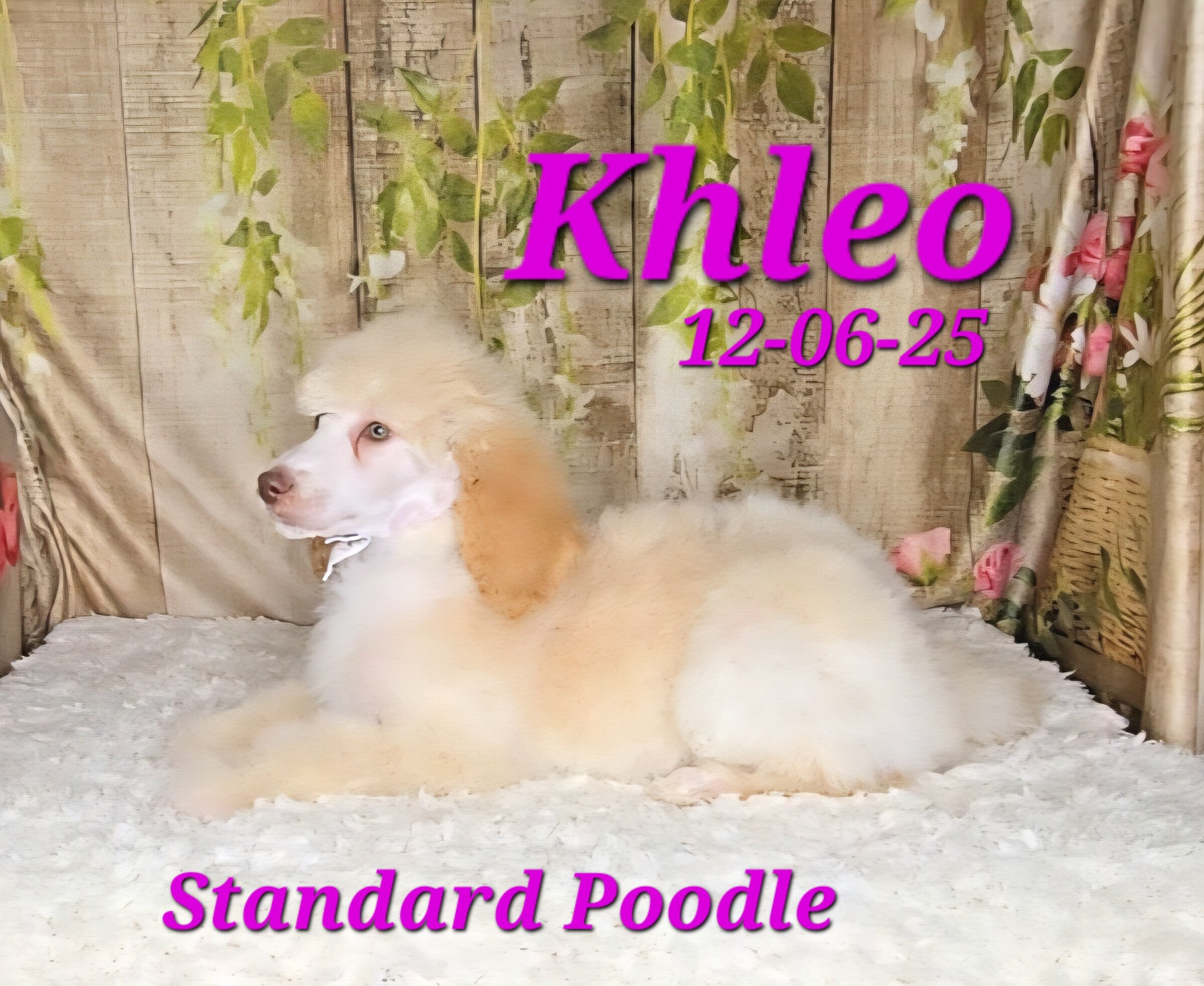 Khleo a female Standard Poodle image 4