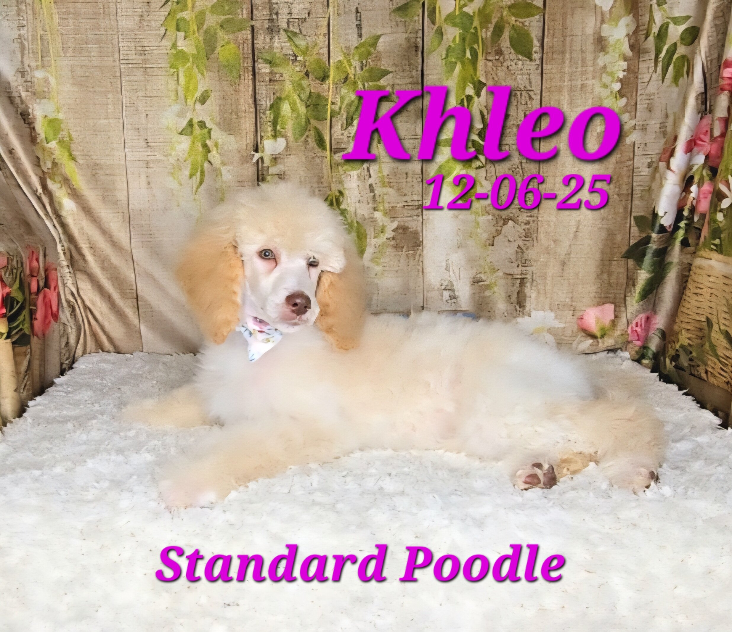 Khleo a female Standard Poodle image 3