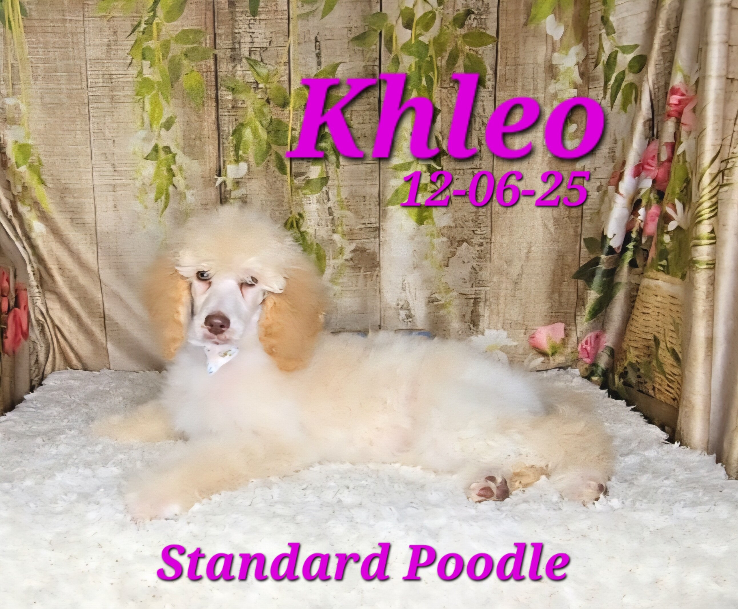 Khleo a female Standard Poodle image 5