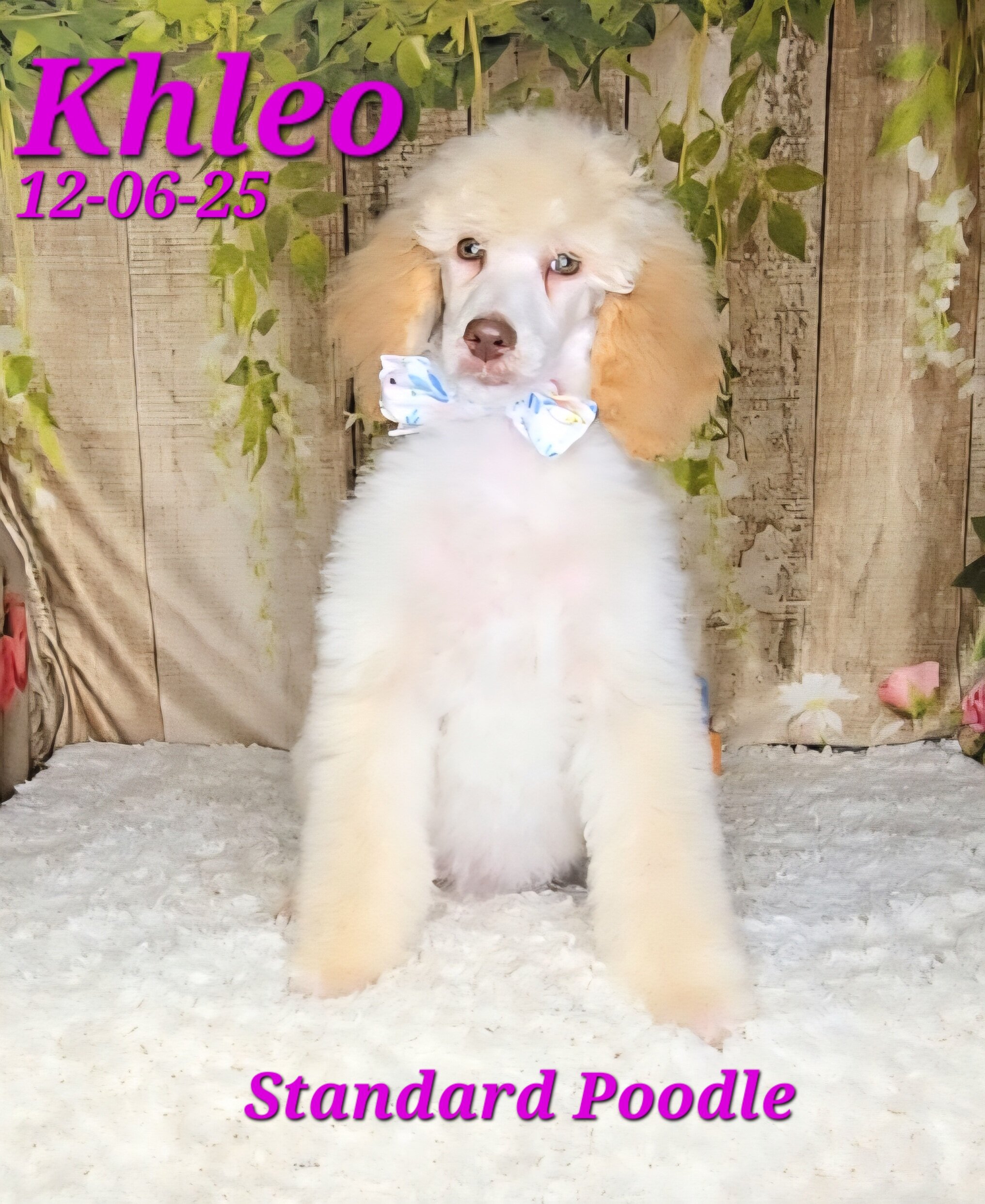 Khleo a female Standard Poodle image 2