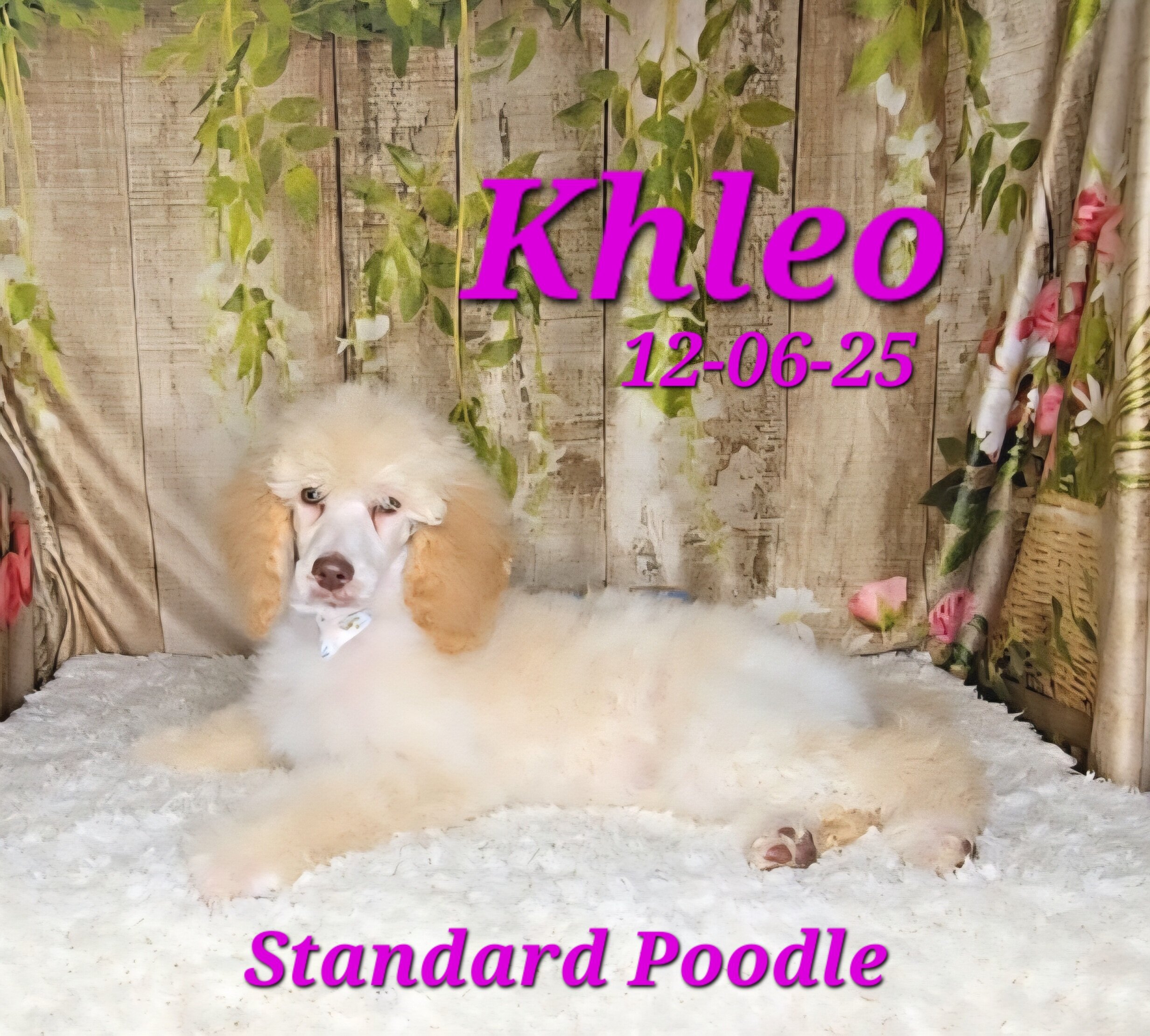 Khleo a female Standard Poodle image 1