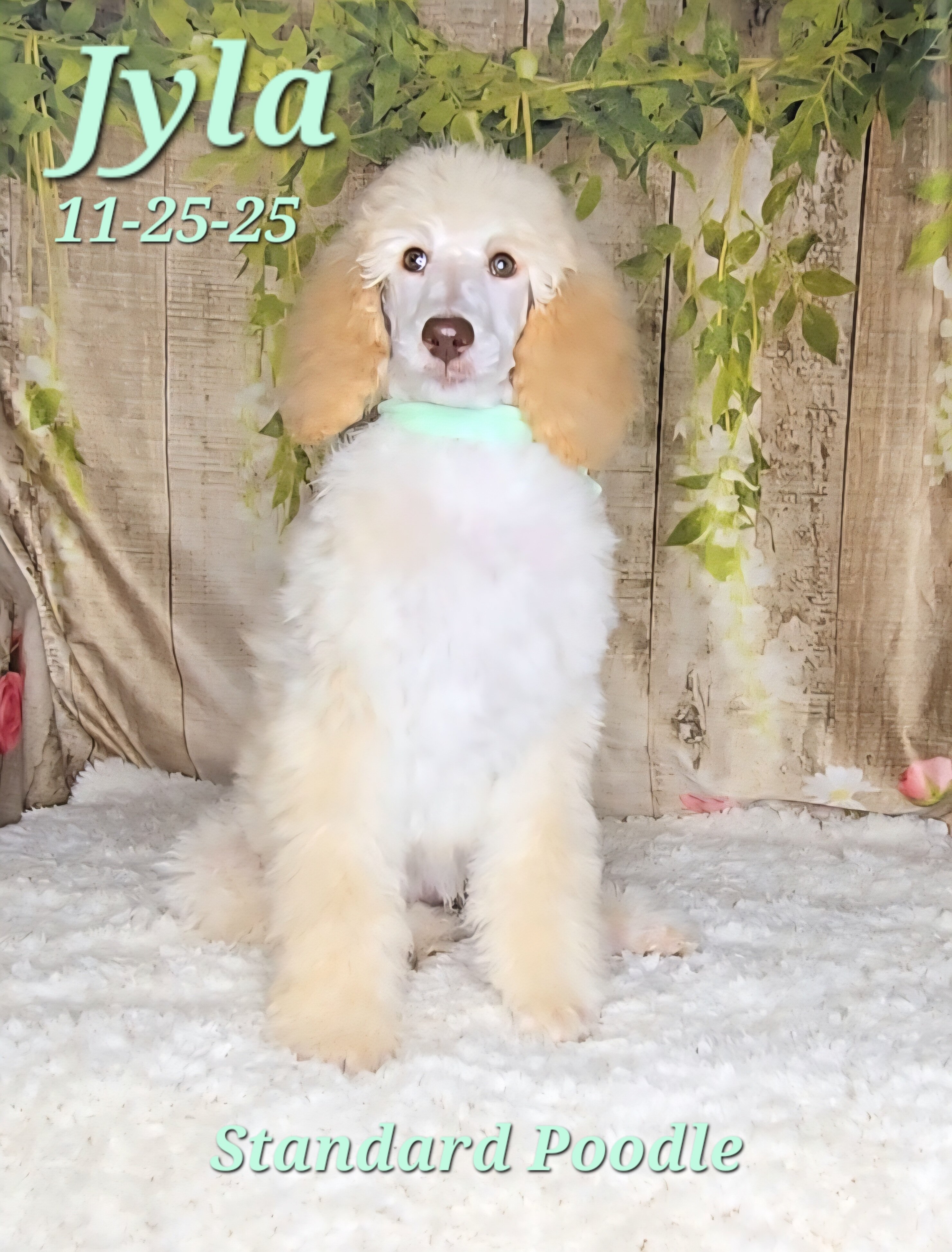 Jyla a female Standard Poodle image 1