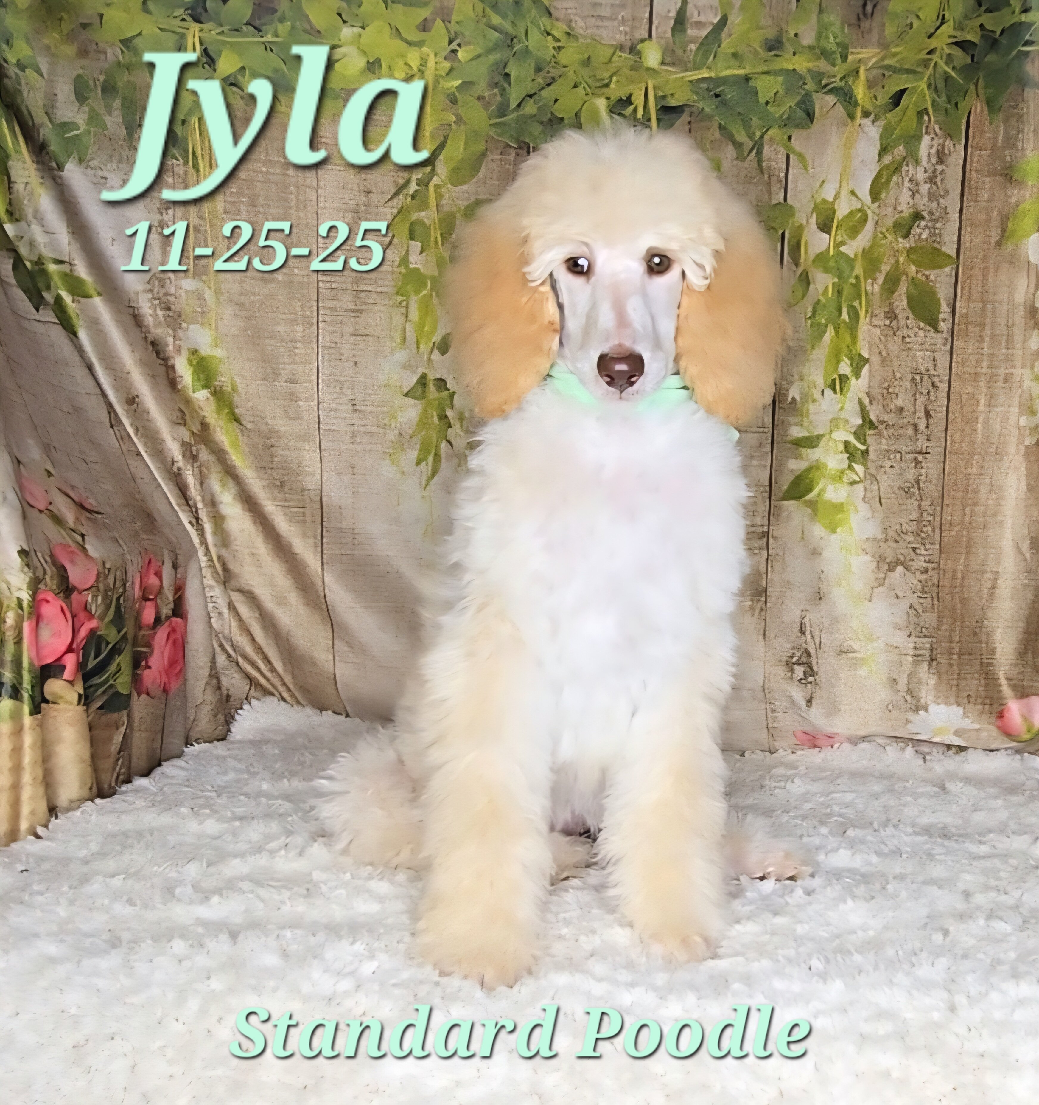 Jyla a female Standard Poodle image 6