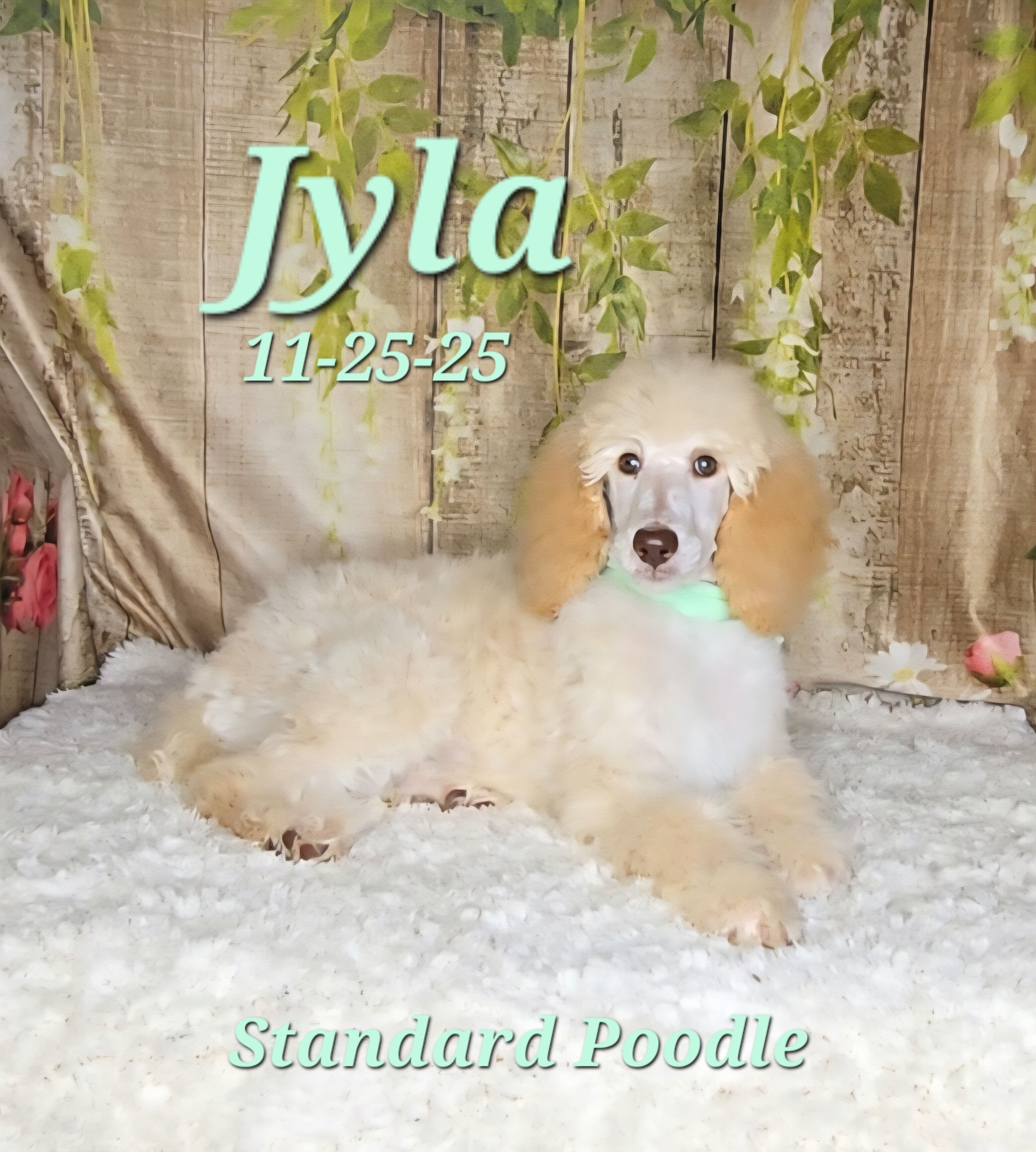 Jyla a female Standard Poodle image 2