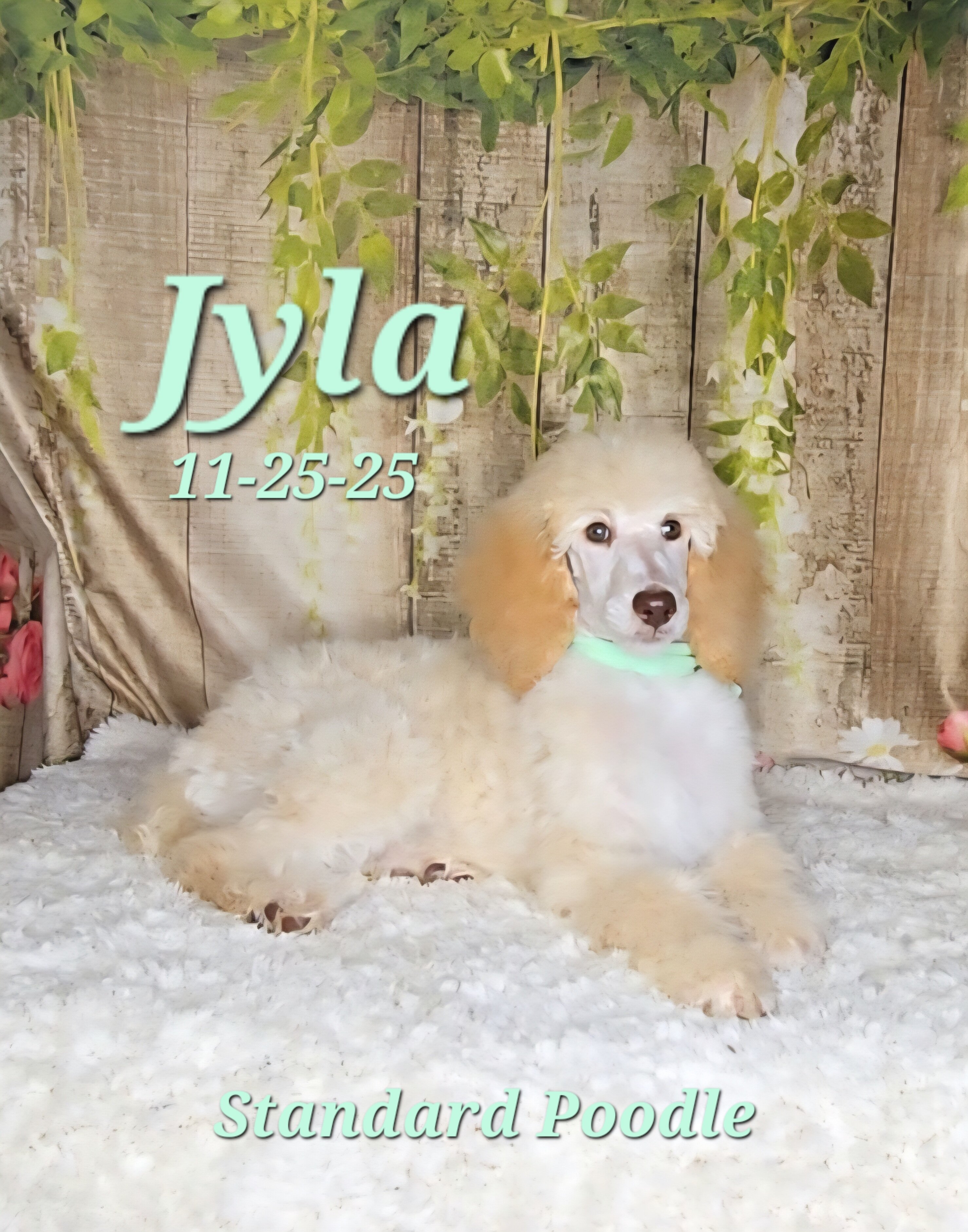 Jyla a female Standard Poodle image 4