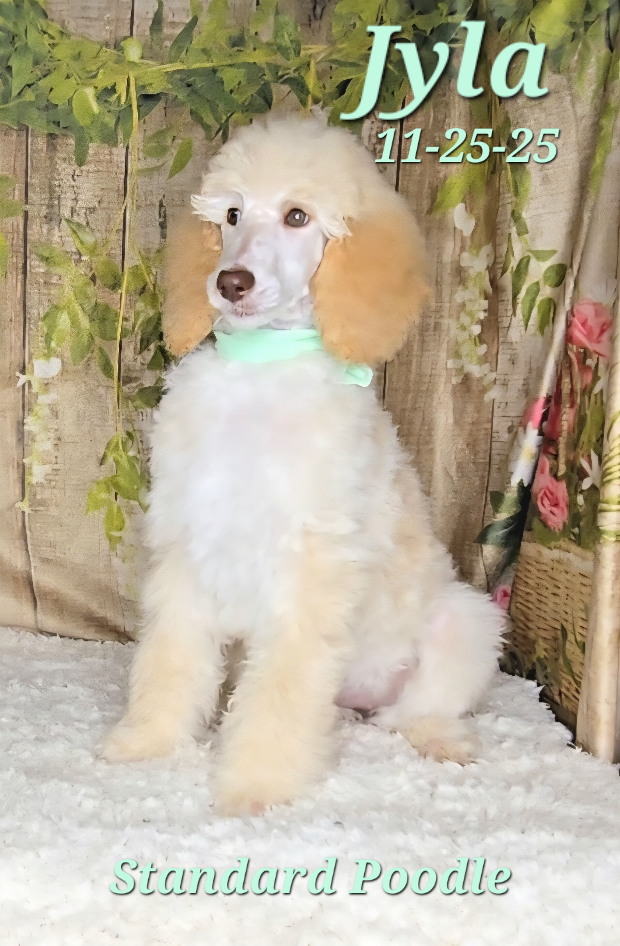 Jyla a female Standard Poodle image 7