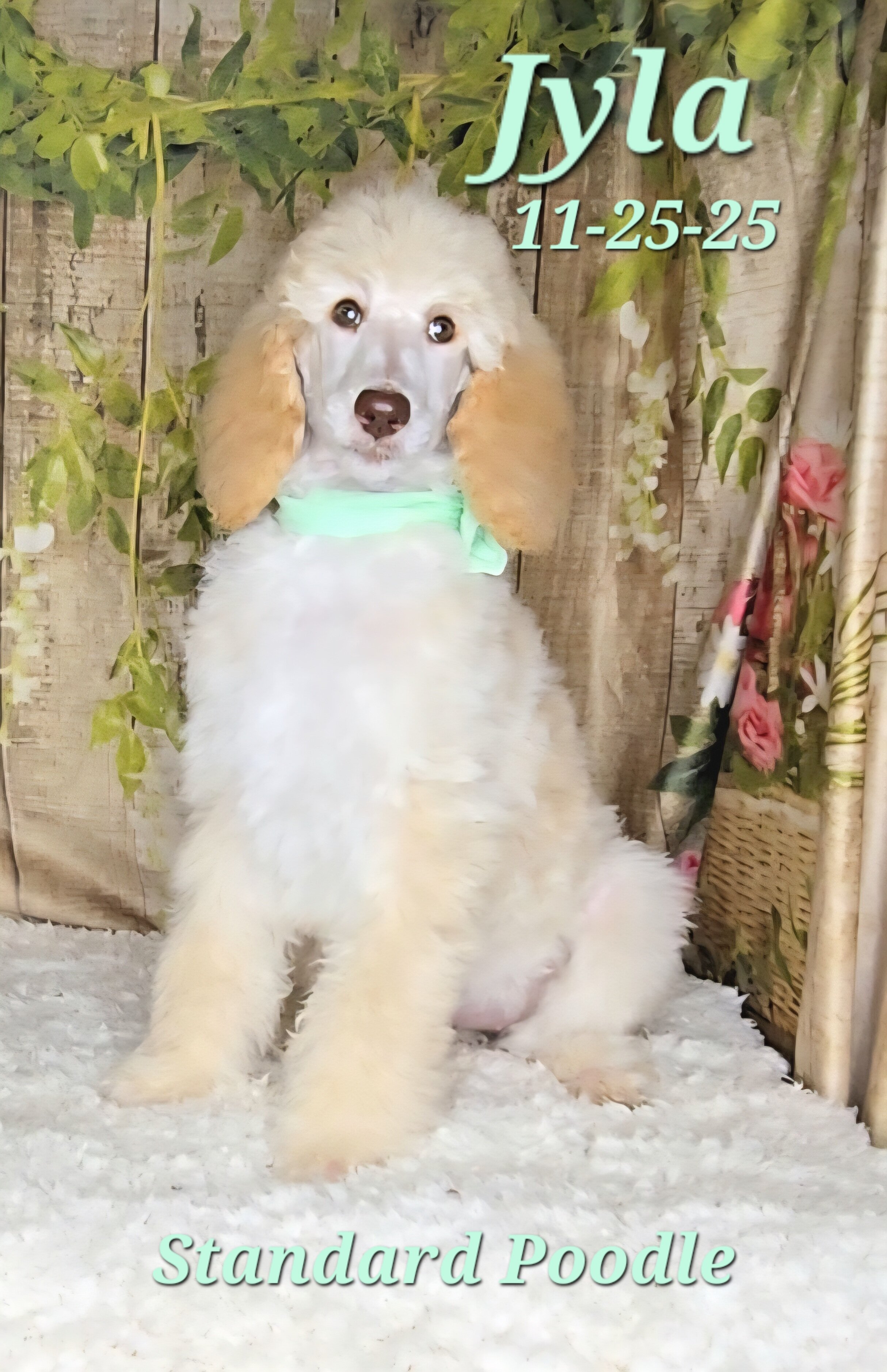 Jyla a female Standard Poodle image 3