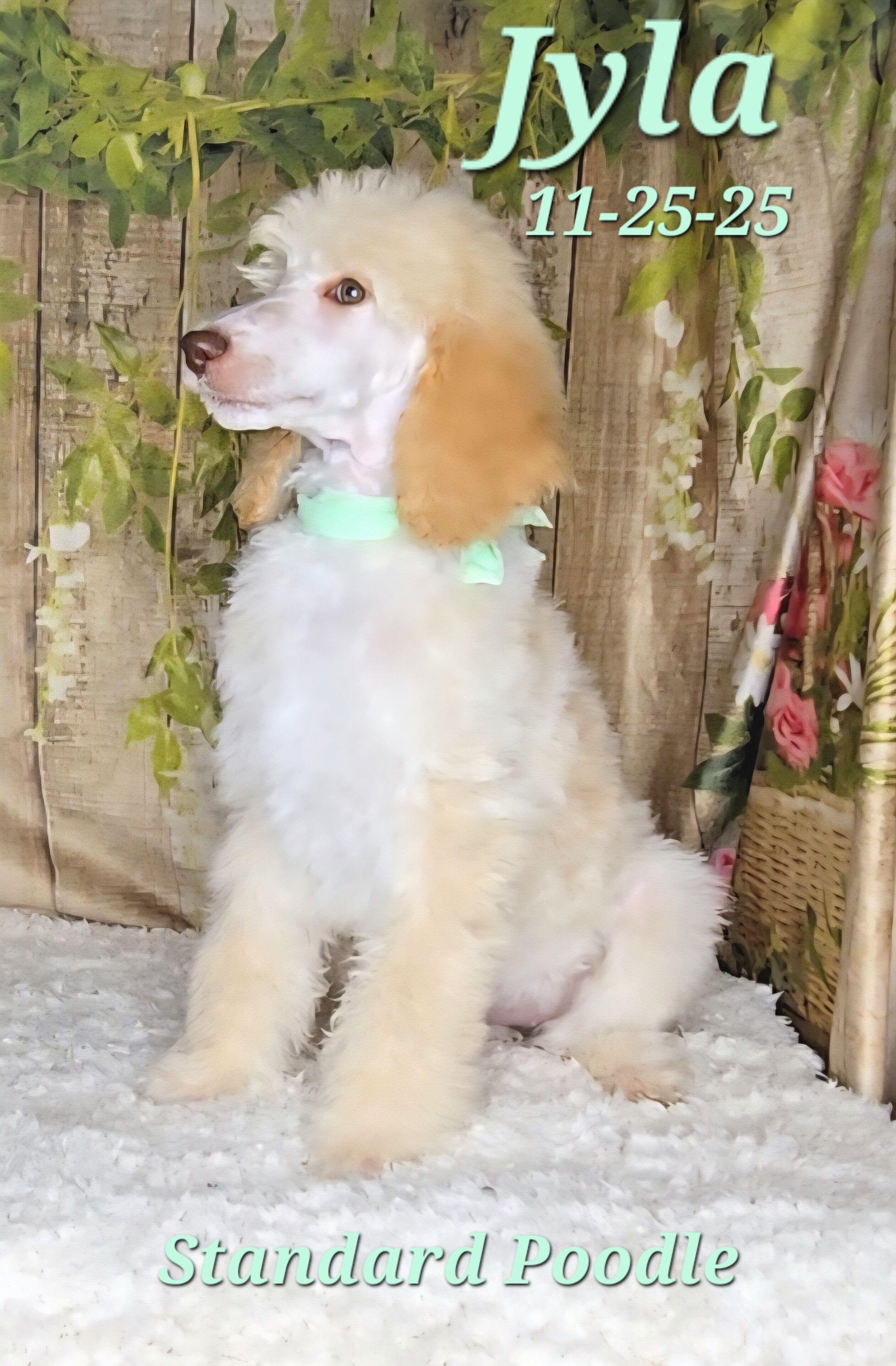 Jyla a female Standard Poodle image 5
