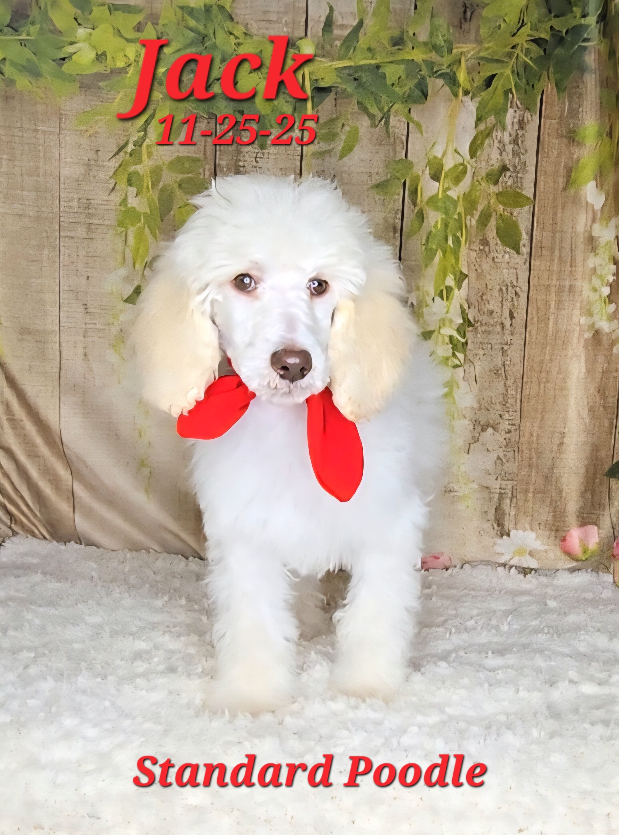 Jack a male Standard Poodle image 5