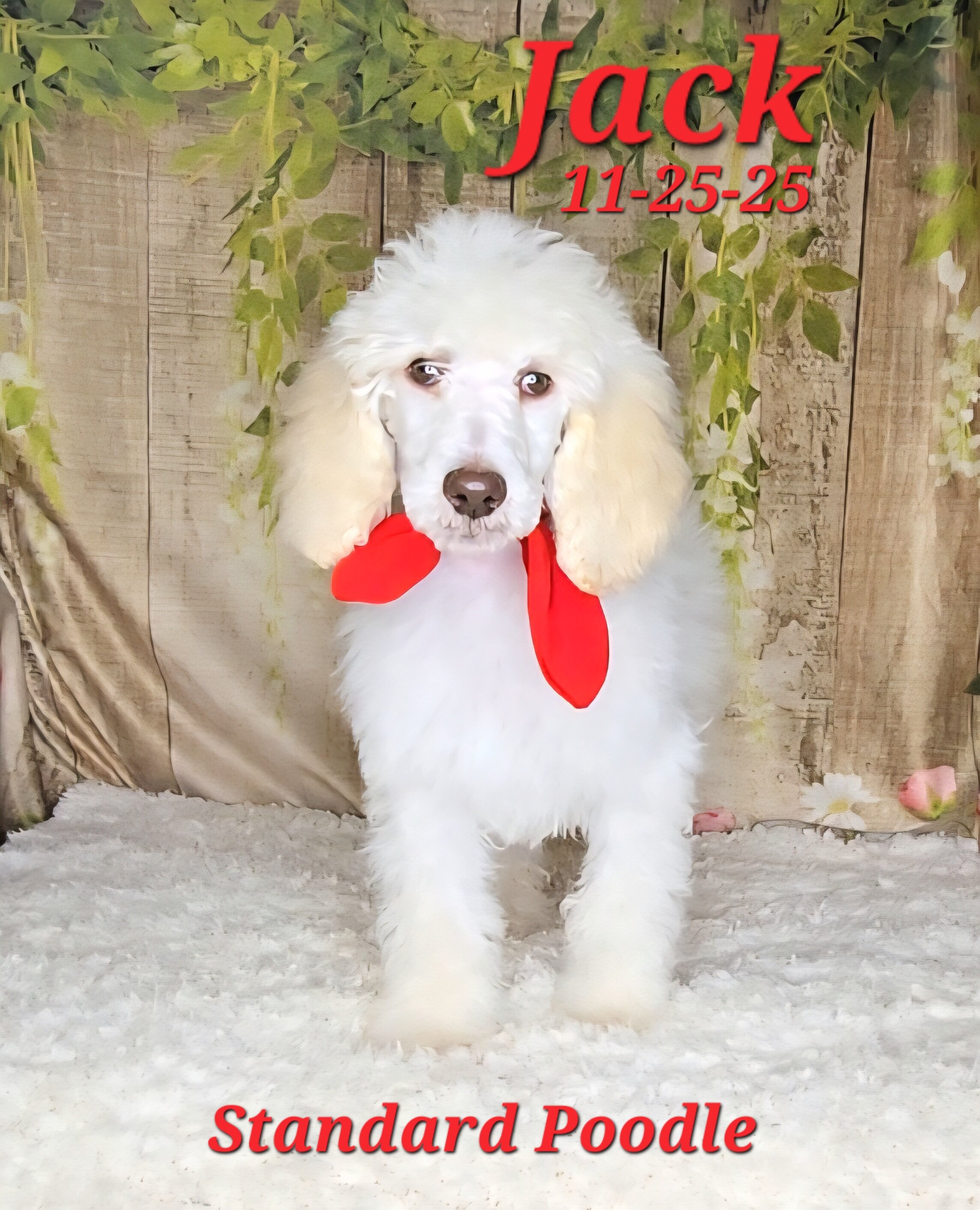 Jack a male Standard Poodle image 7