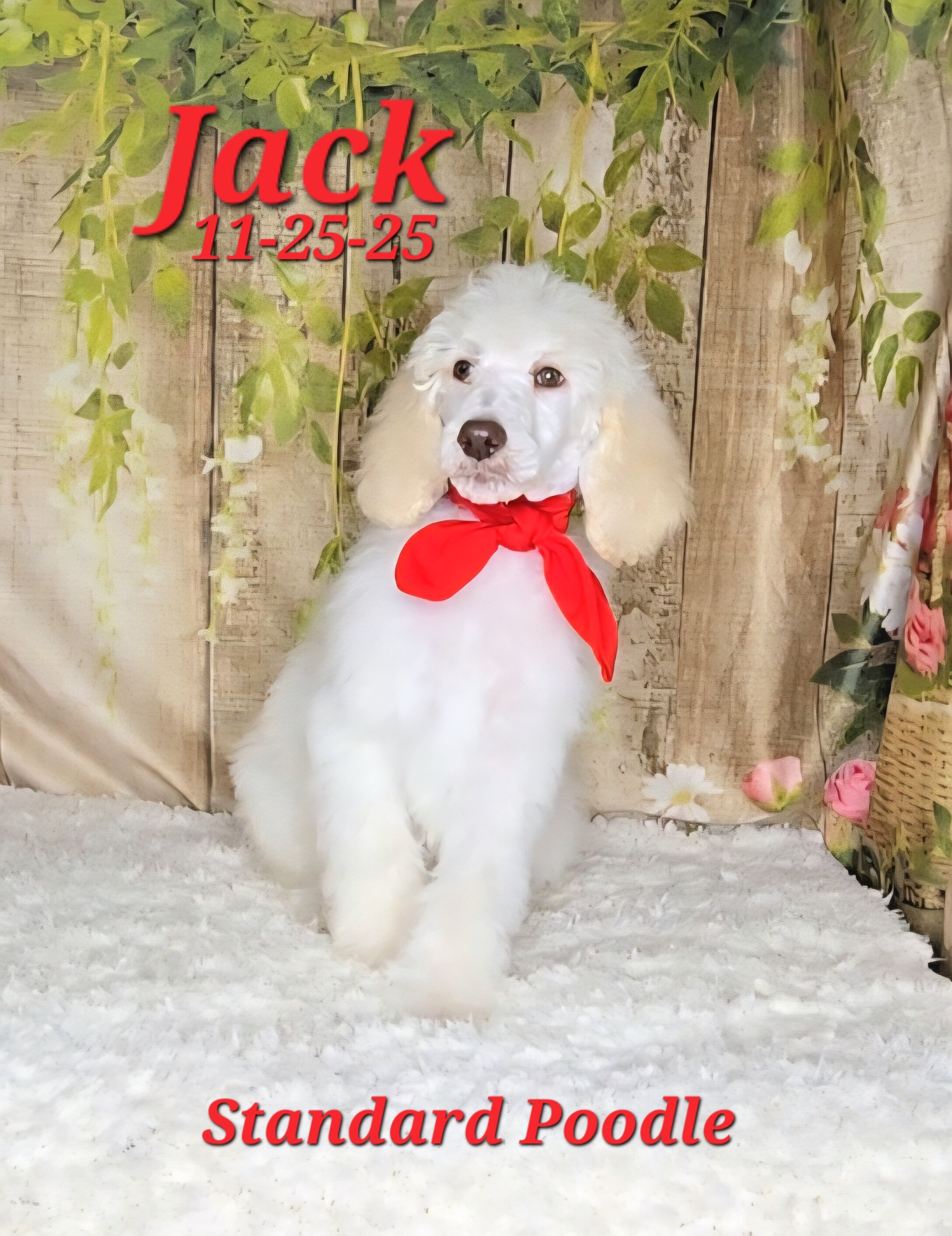 Jack a male Standard Poodle image 3