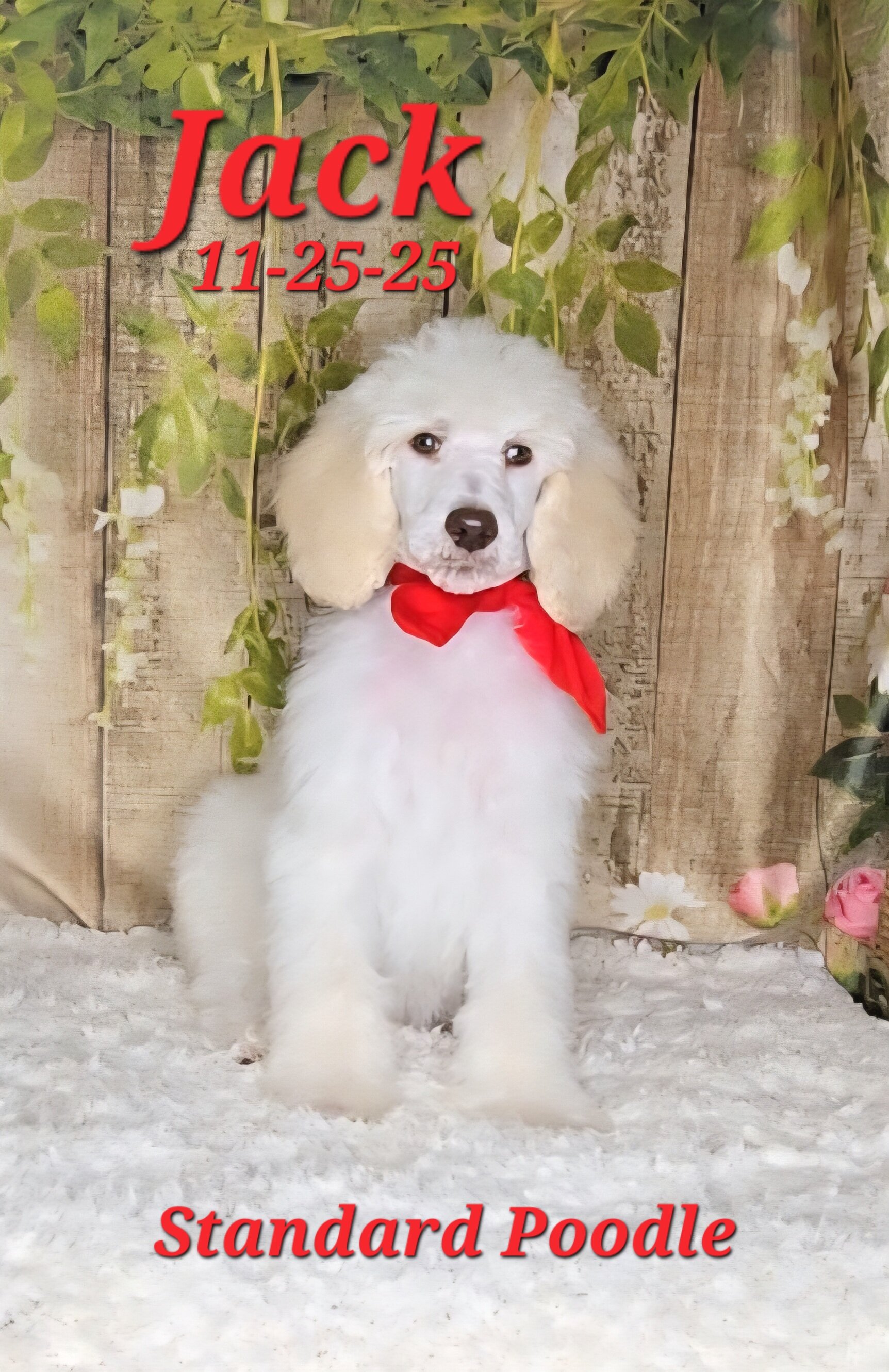 Jack a male Standard Poodle image 1