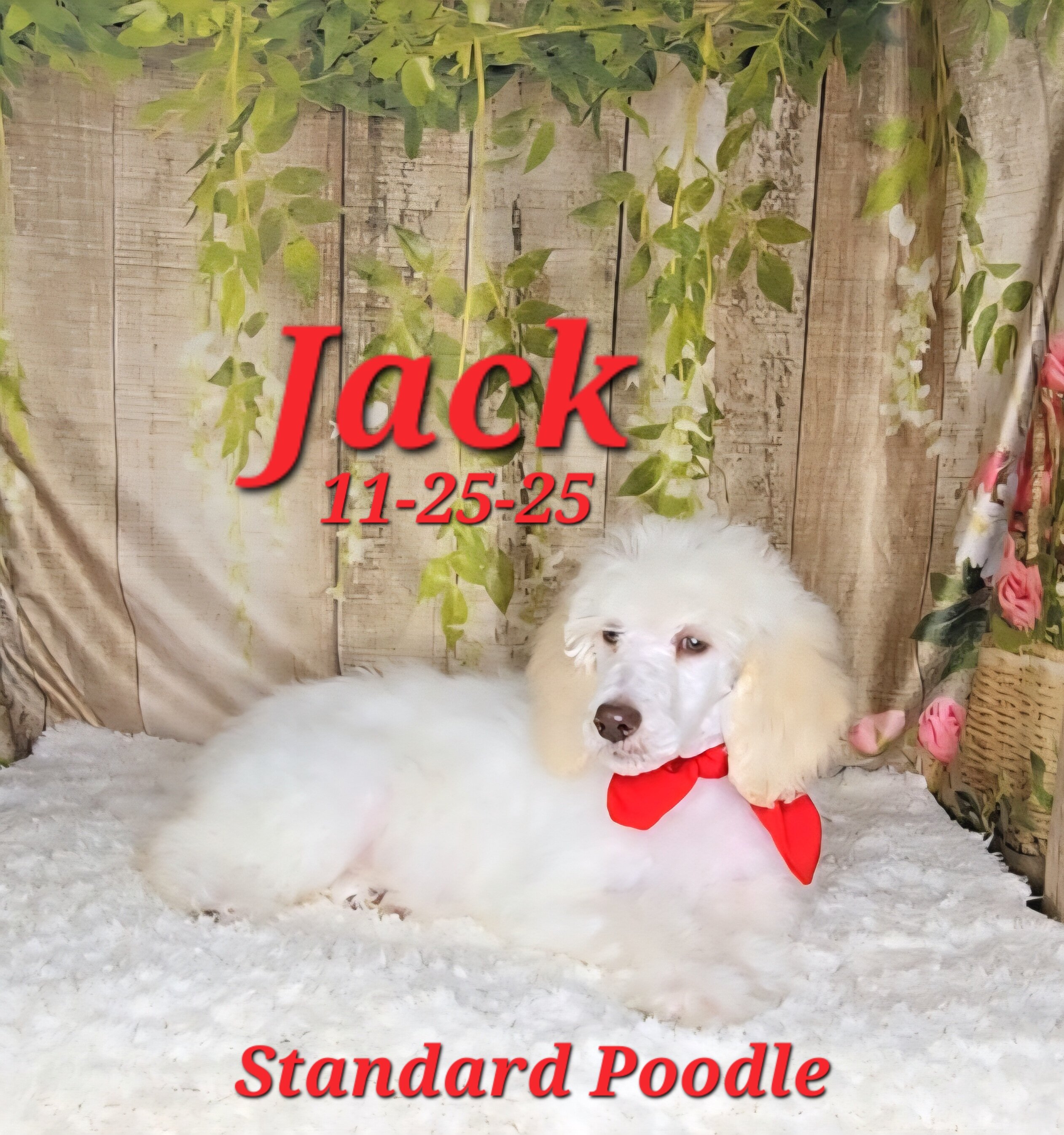 Jack a male Standard Poodle image 4