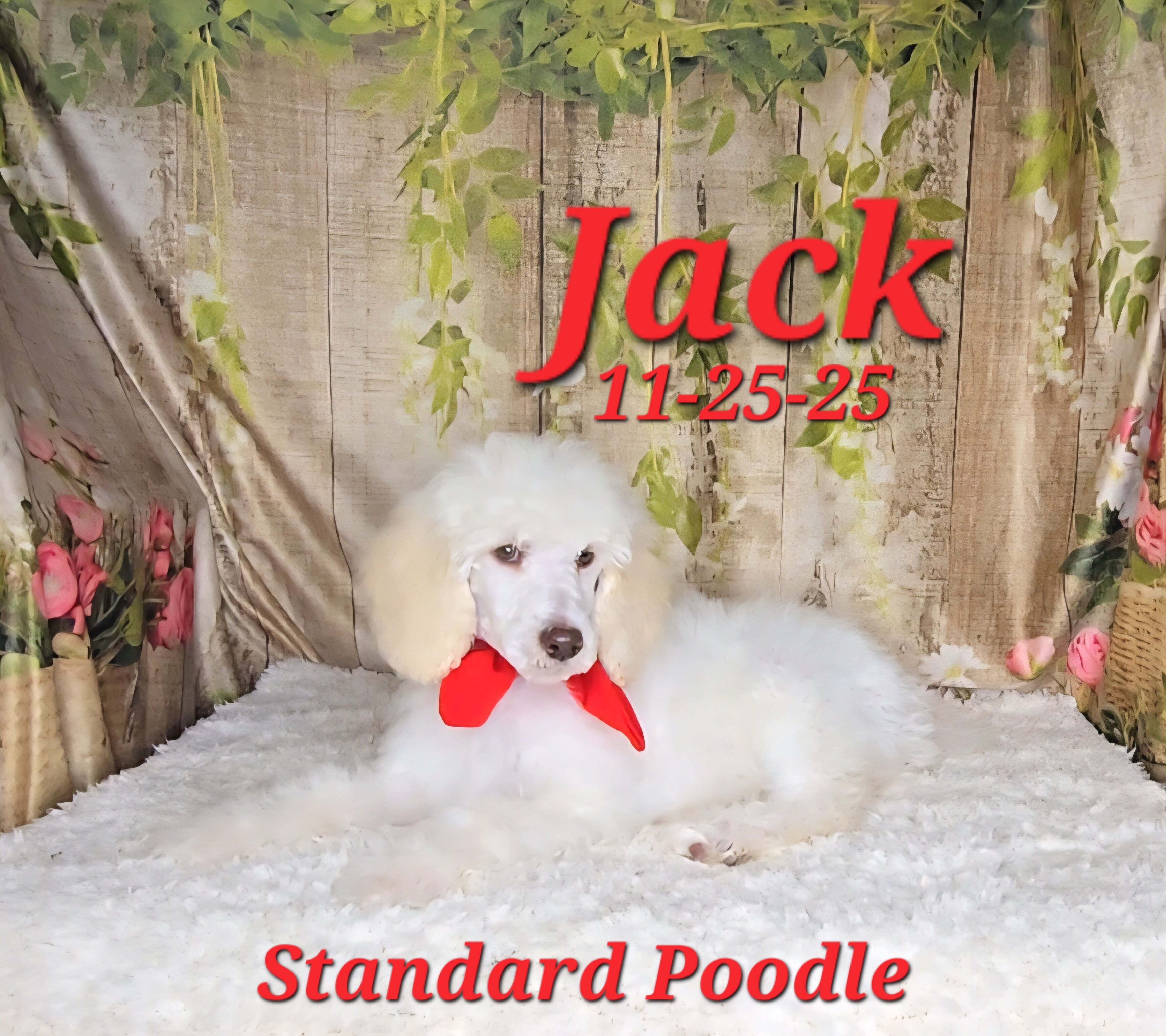 Jack a male Standard Poodle image 2