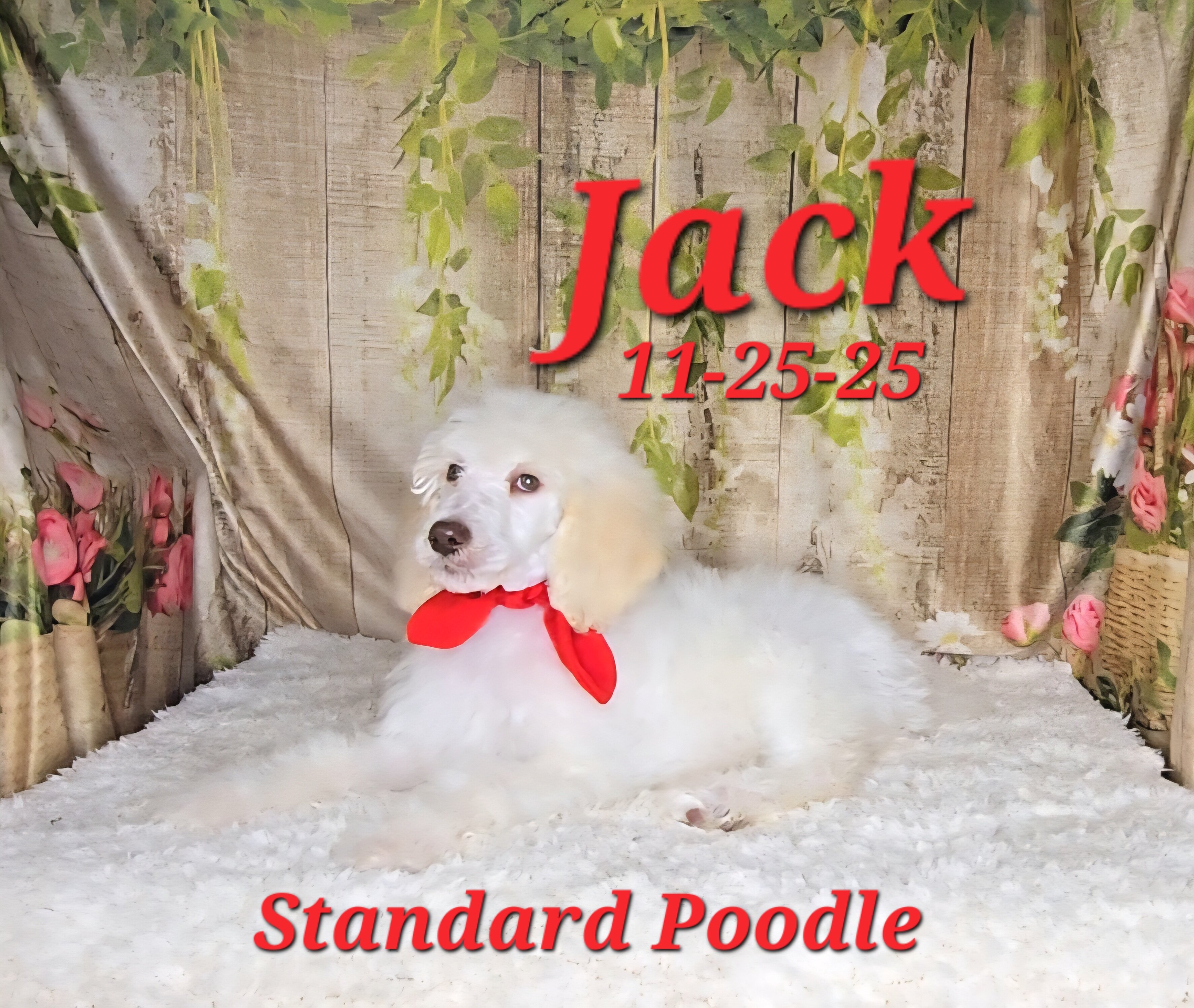 Jack a male Standard Poodle image 6