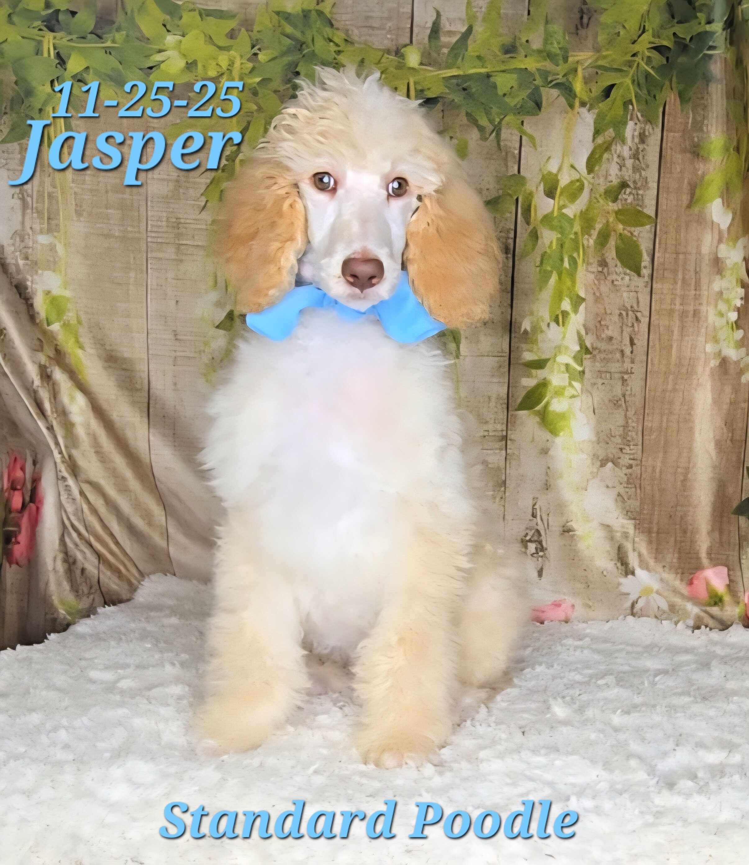 Jasper a male Standard Poodle image 5