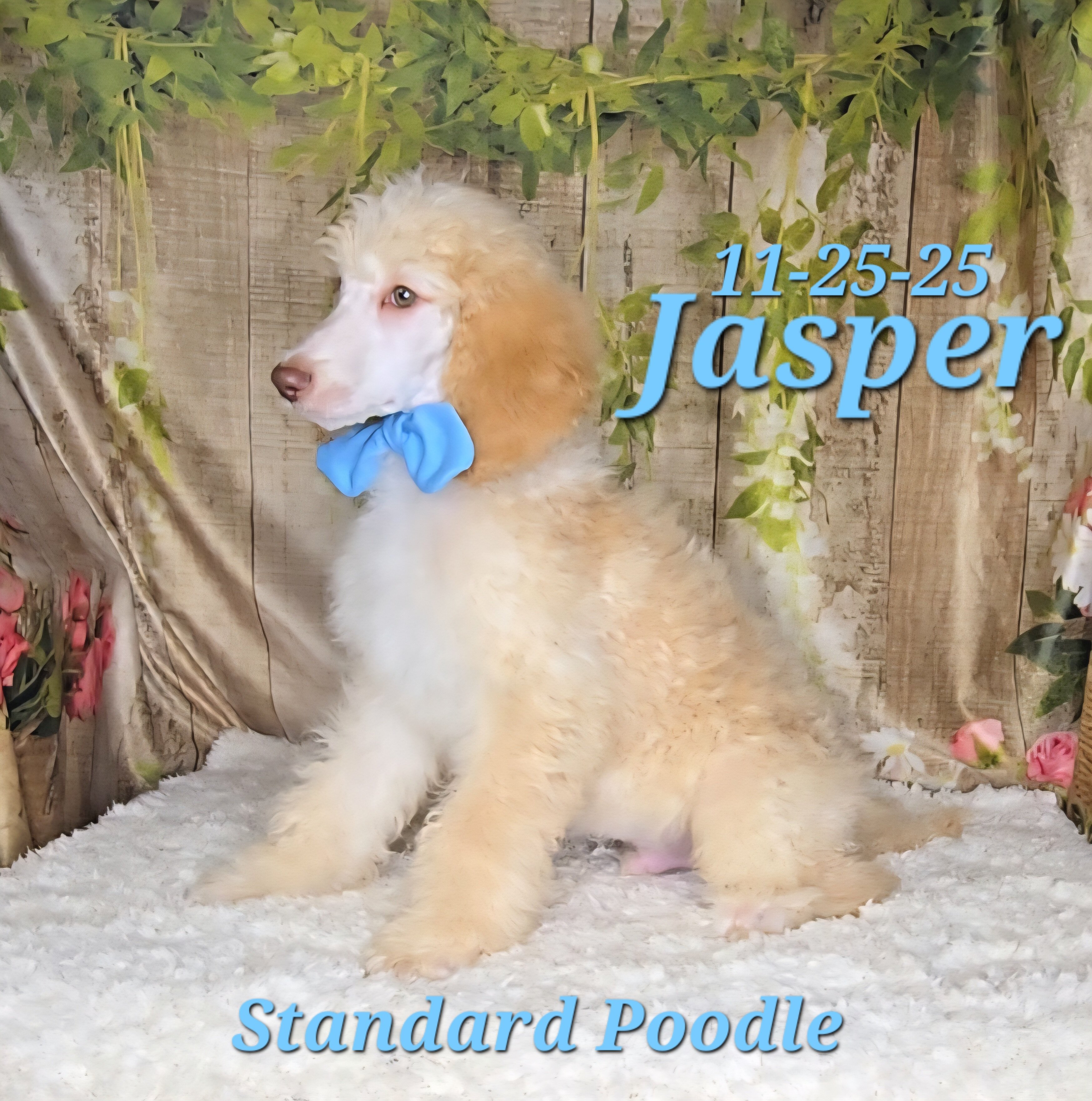 Jasper a male Standard Poodle image 7