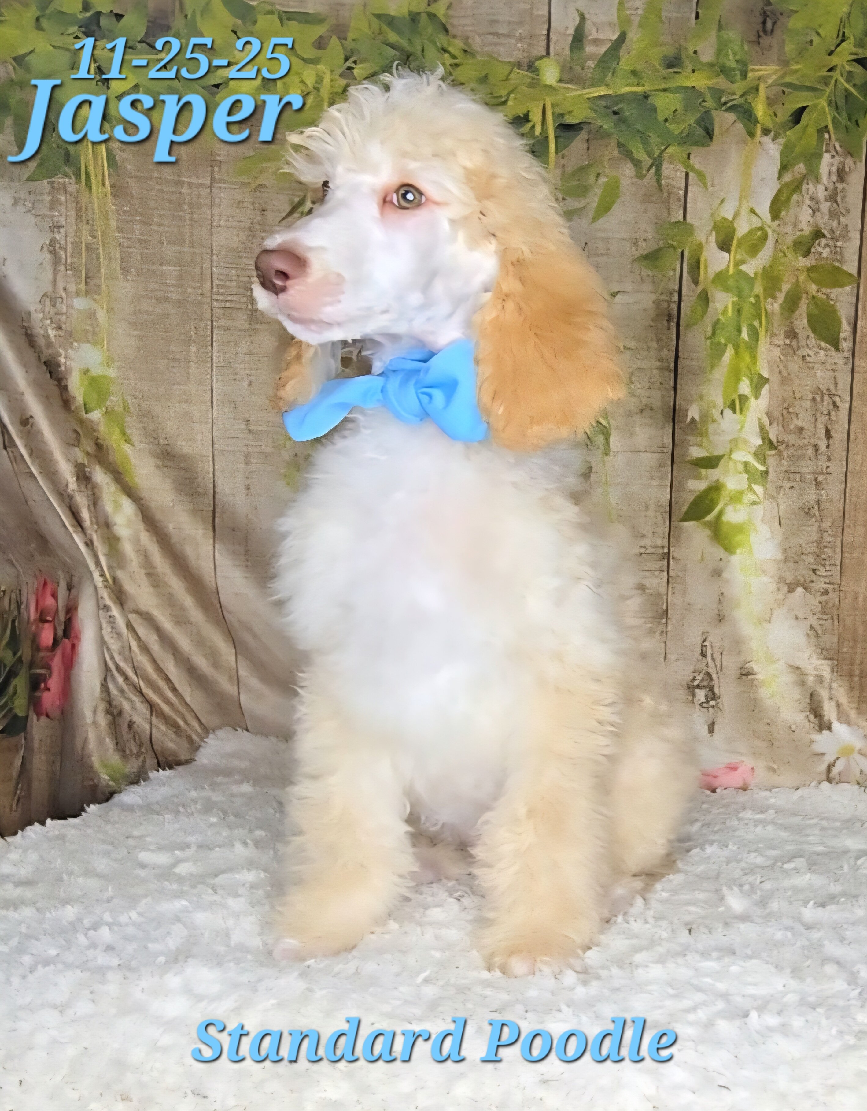 Jasper a male Standard Poodle image 3