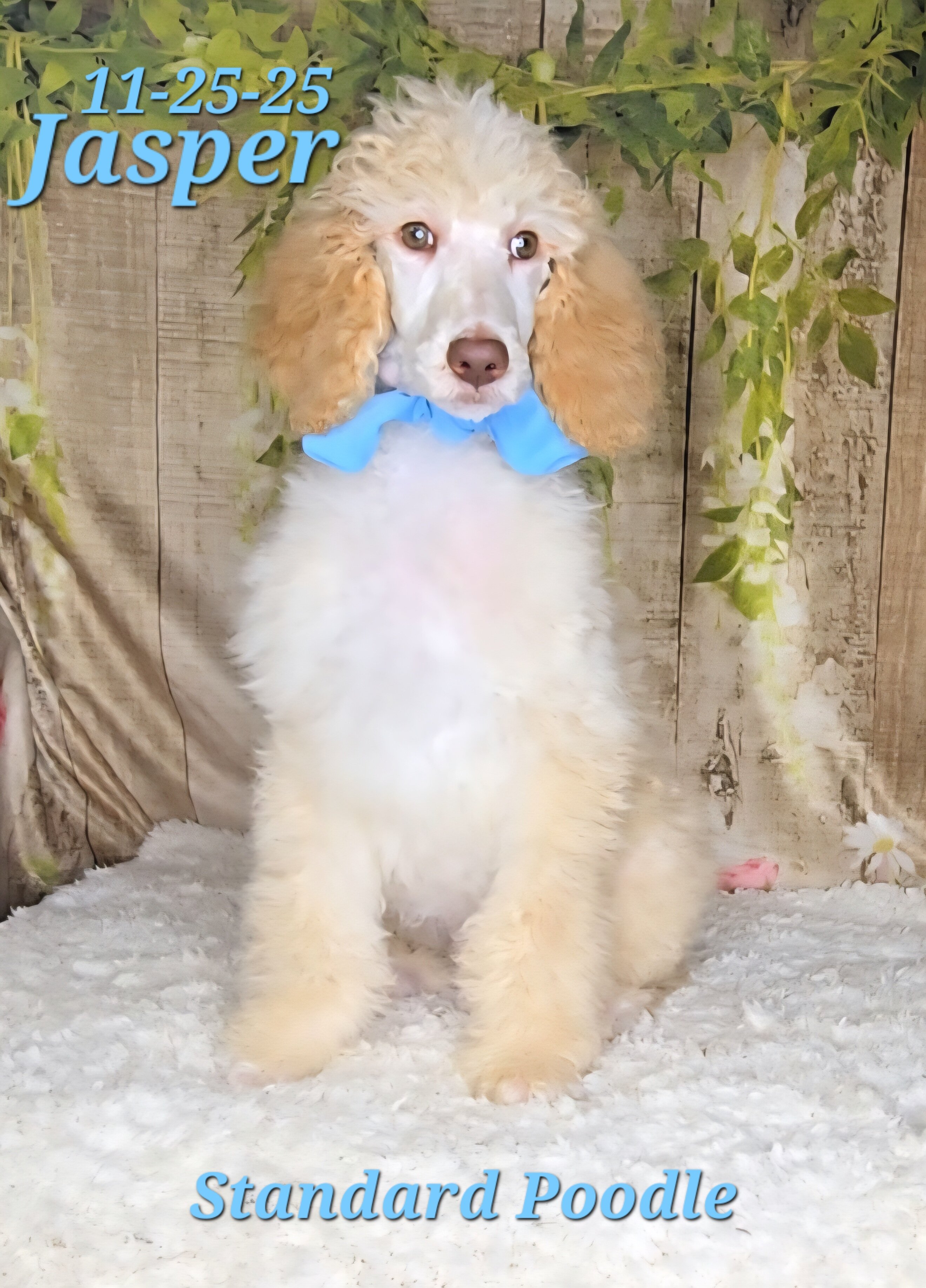 Jasper a male Standard Poodle image 8
