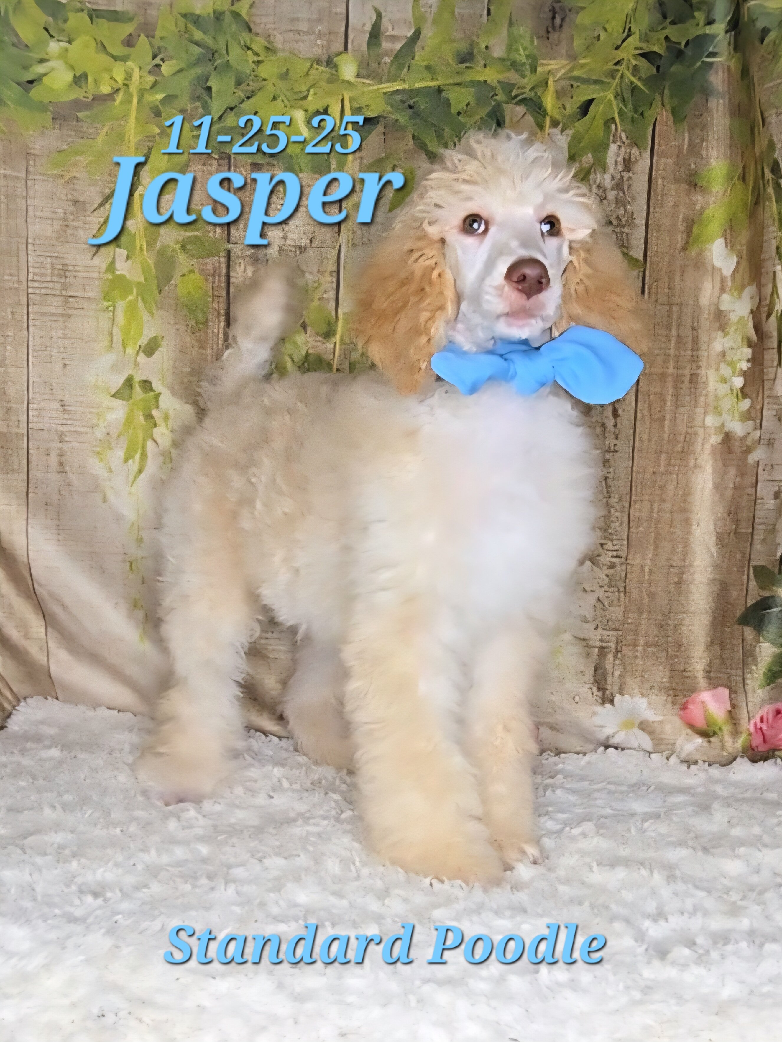 Jasper a male Standard Poodle image 1