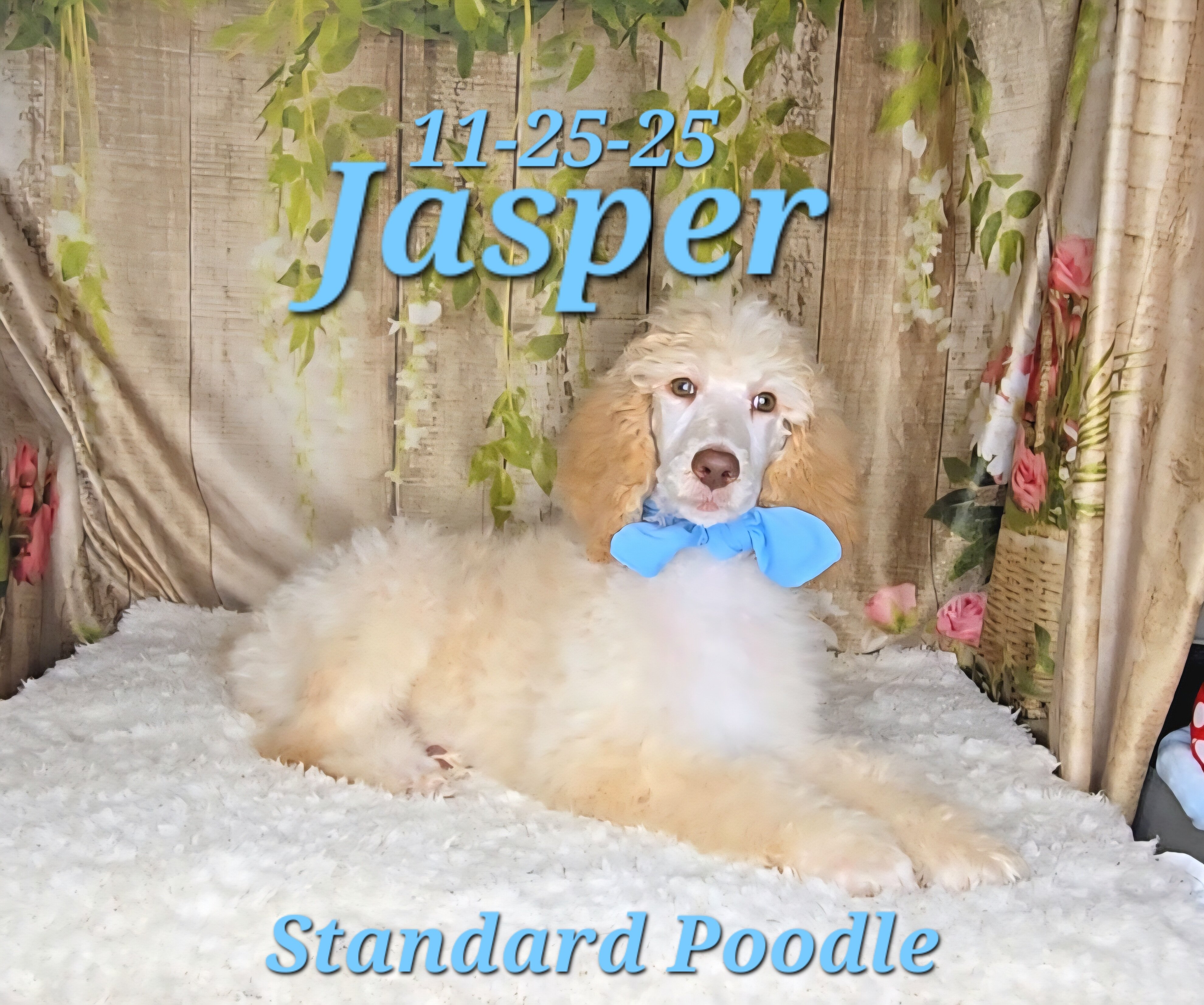Jasper a male Standard Poodle image 2
