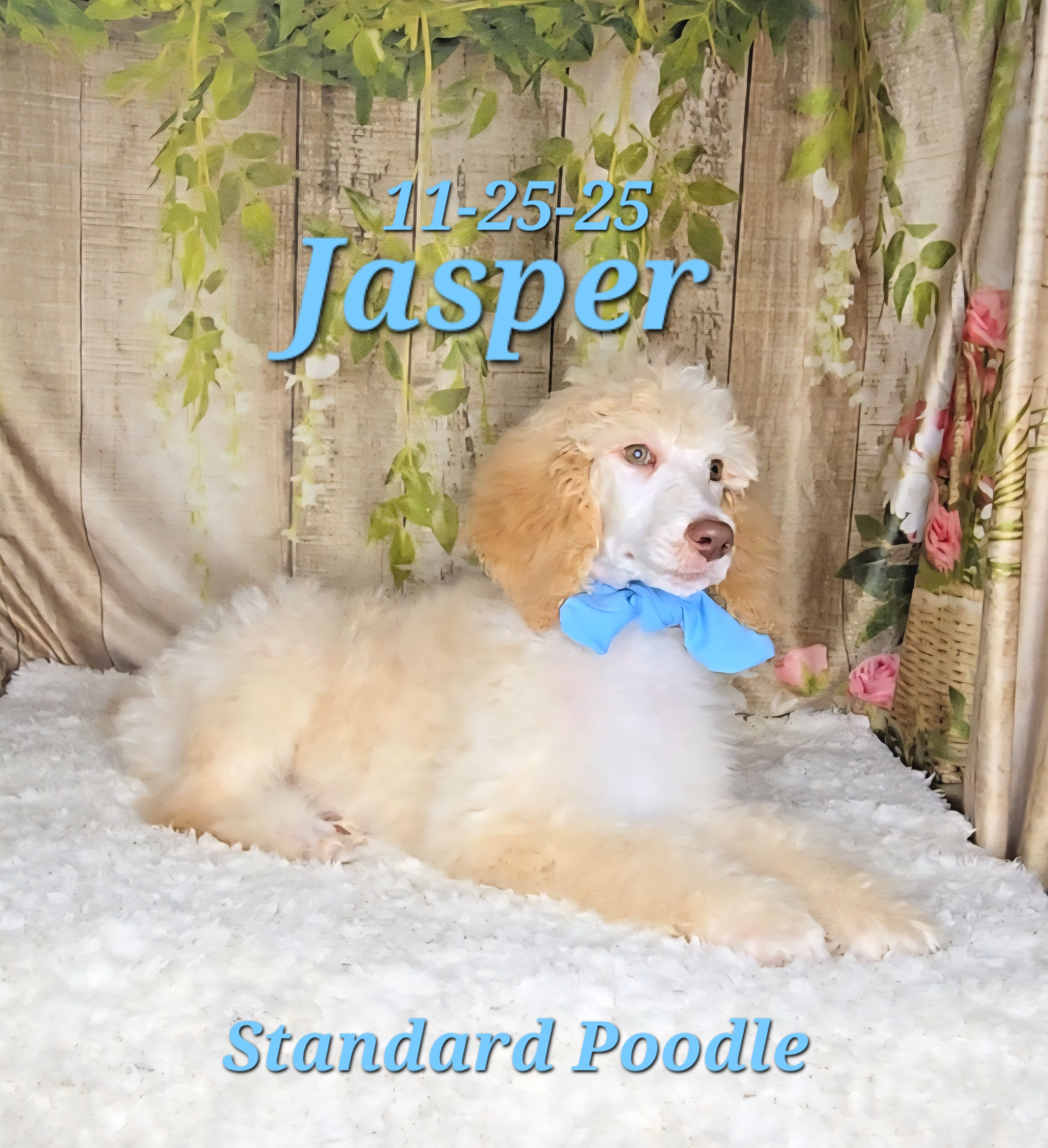 Jasper a male Standard Poodle image 6