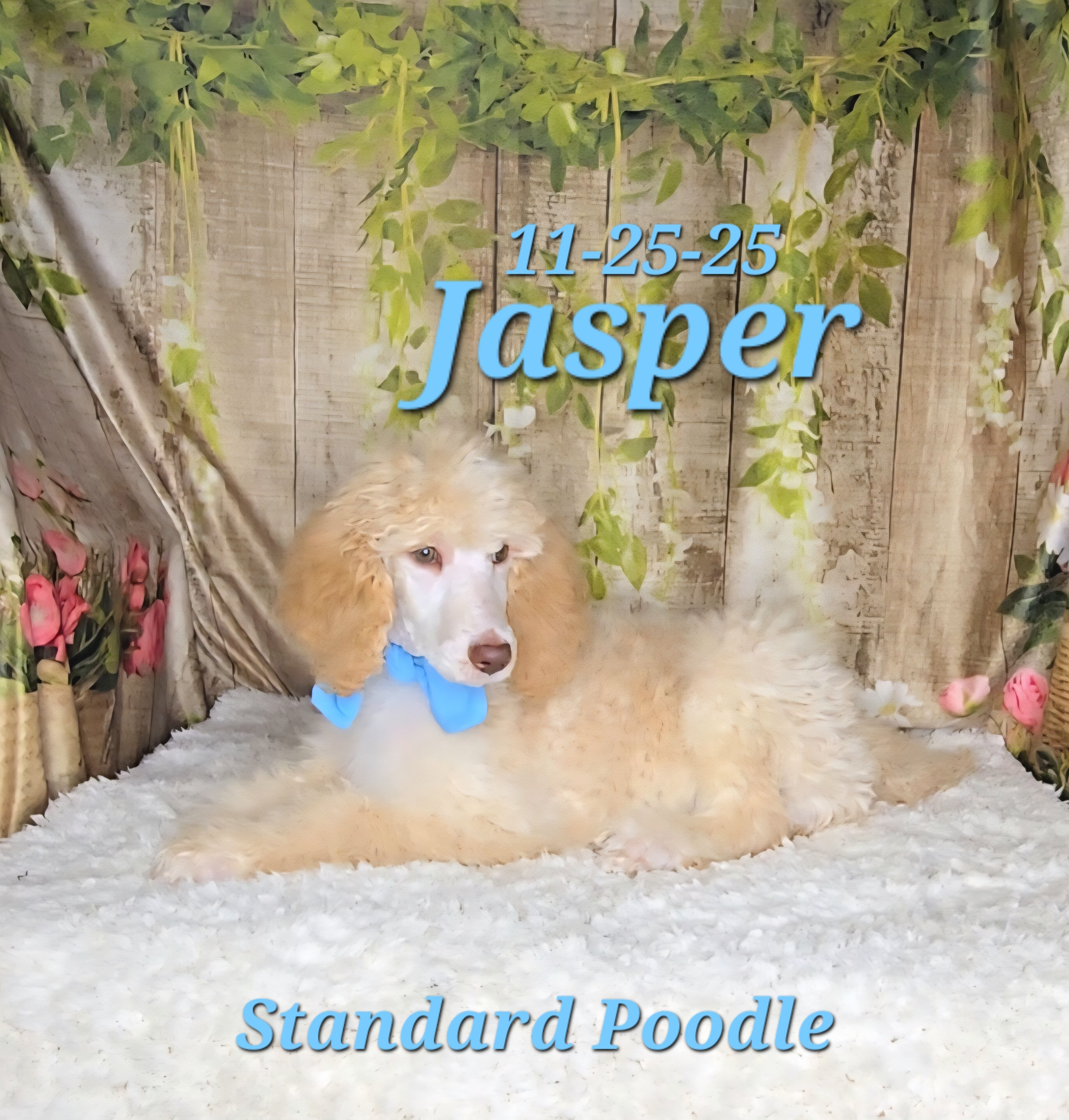 Jasper a male Standard Poodle image 4