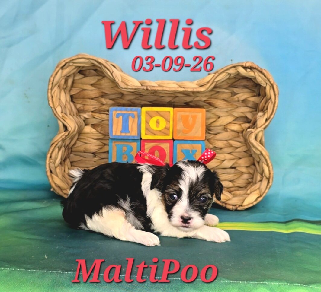 Willis a male MaltiPoo image 3