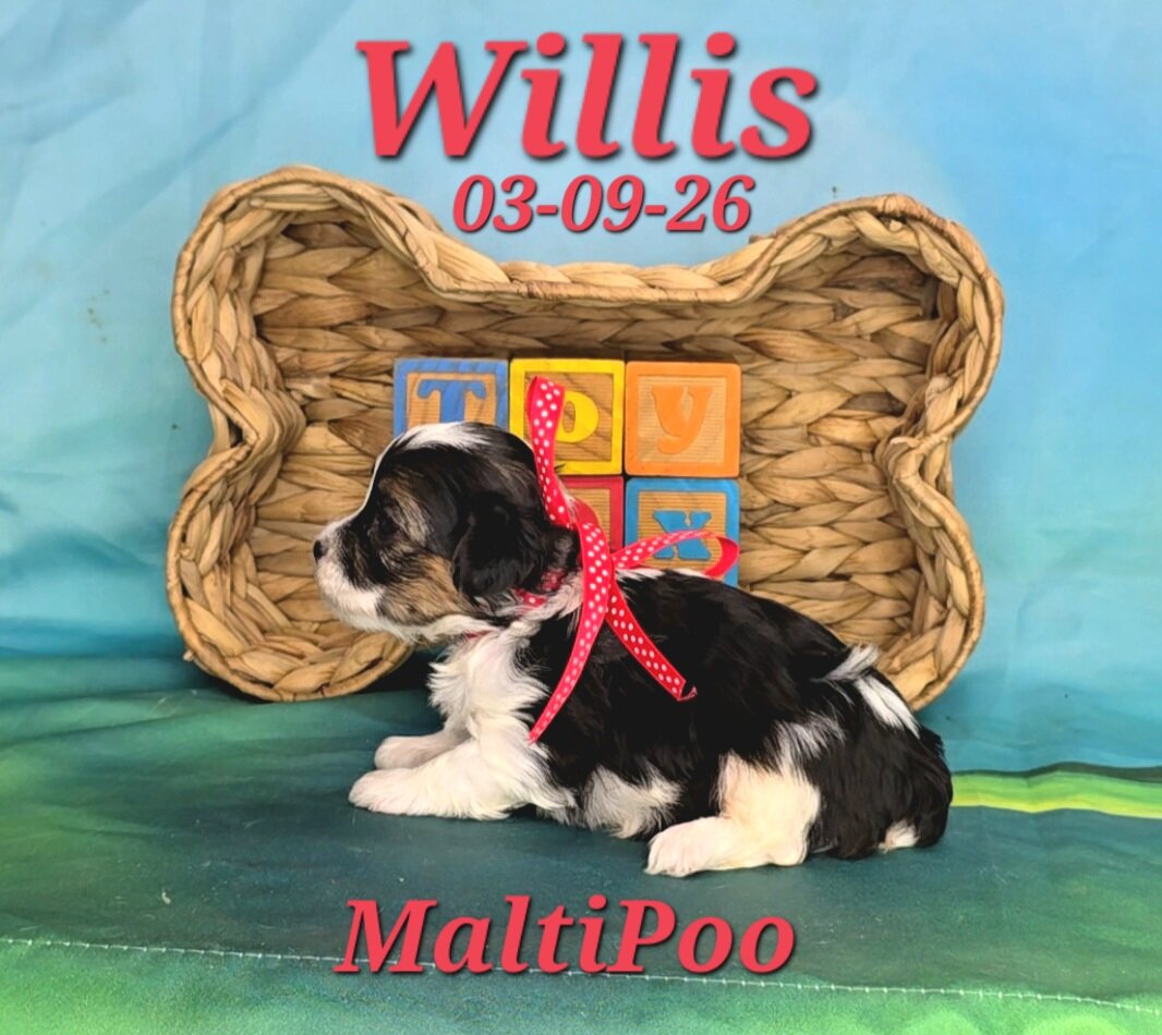 Willis a male MaltiPoo image 2