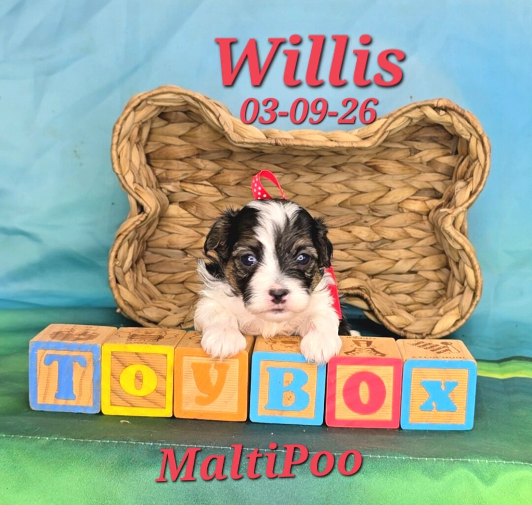 Willis a male MaltiPoo image 1