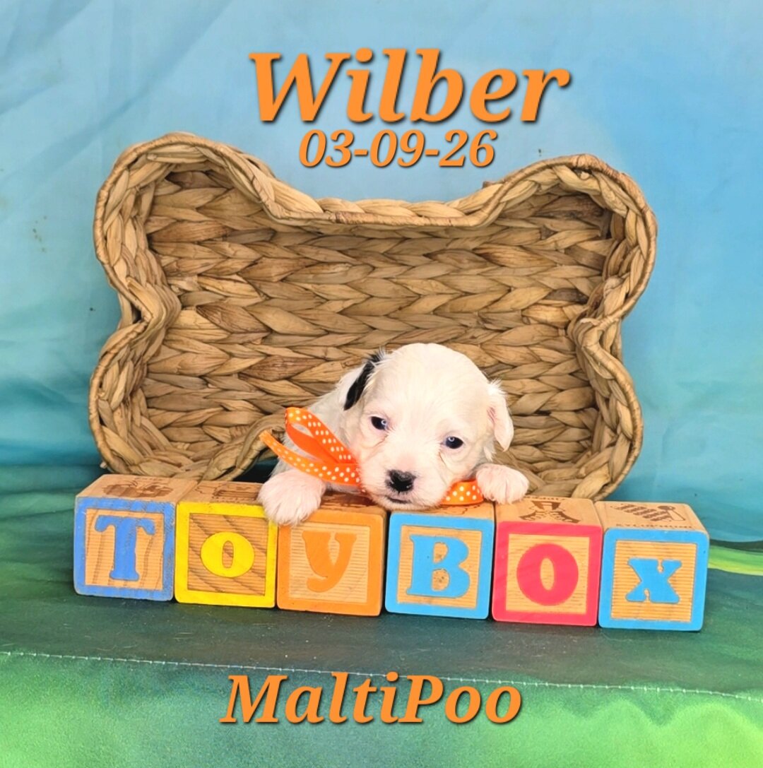 Wilber a male MaltiPoo image 1