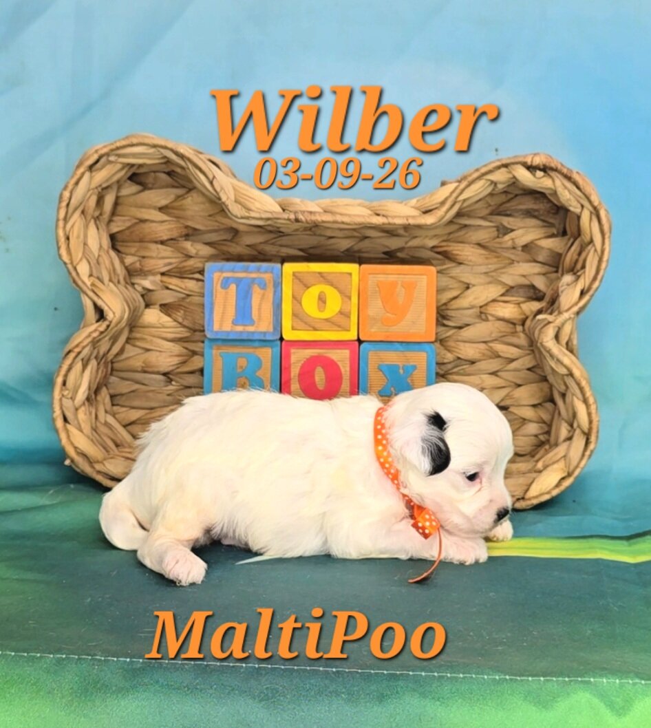 Wilber a male MaltiPoo image 2
