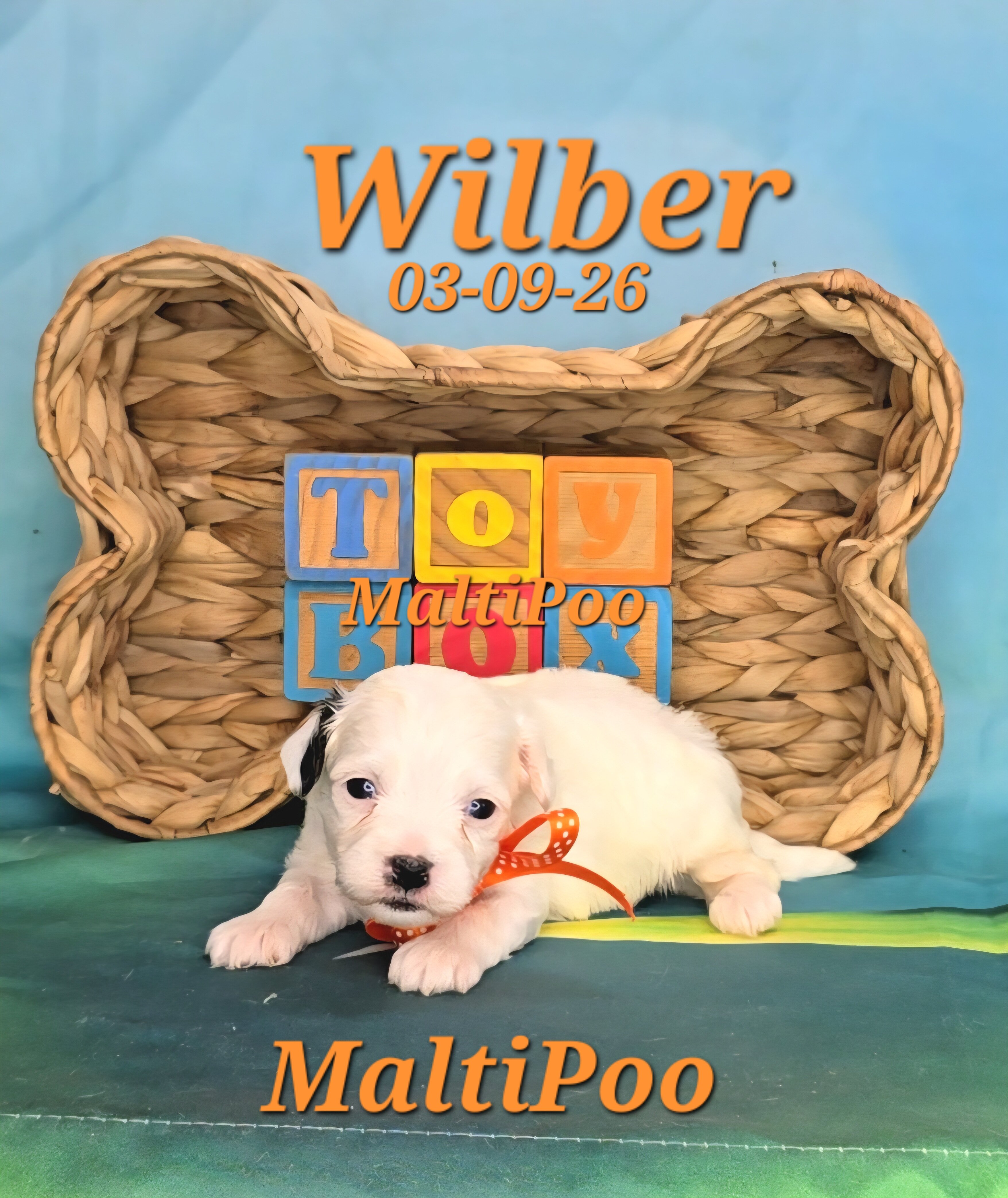 Wilber a male MaltiPoo image 3