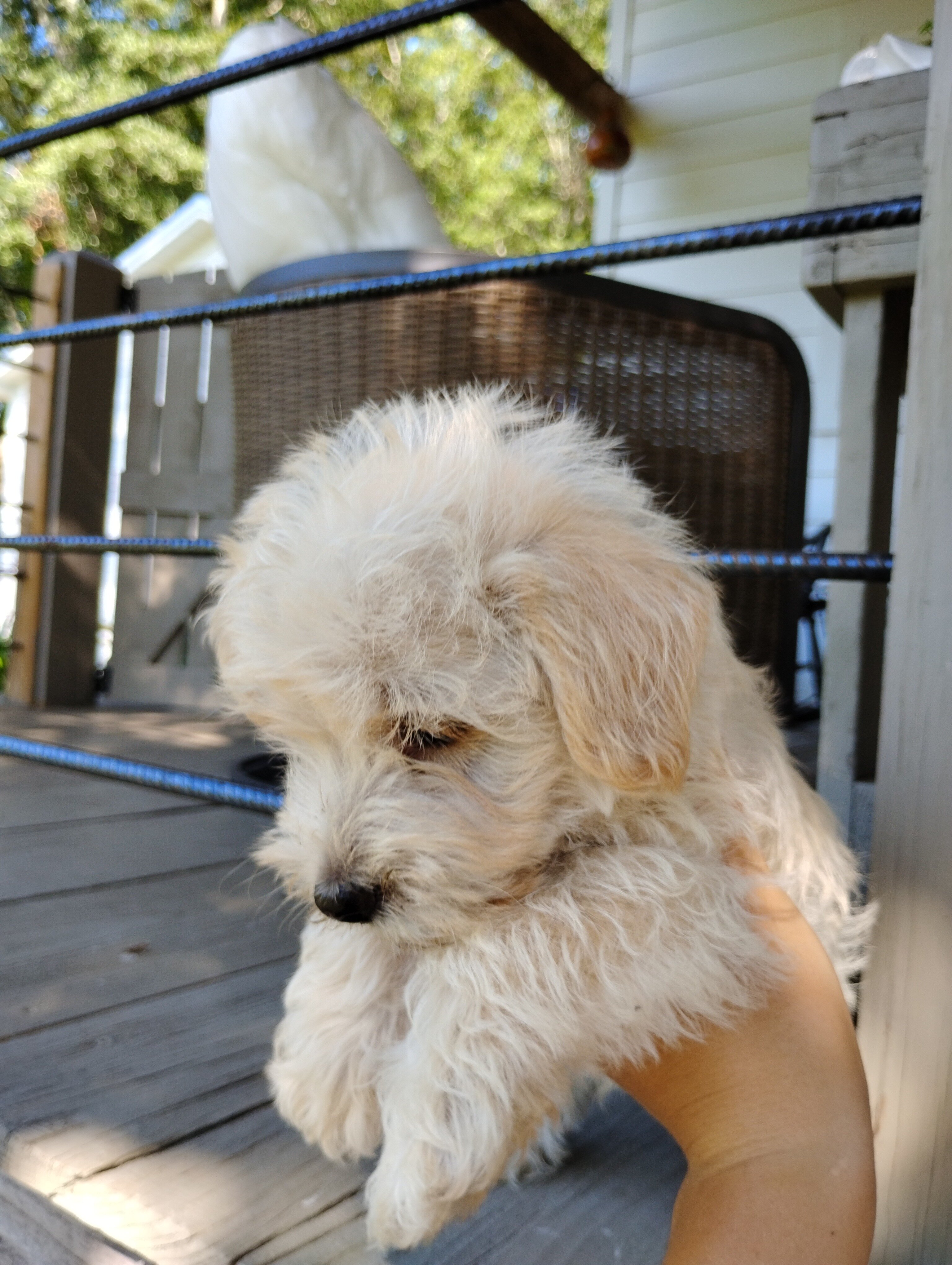 Westiepoo puppies image 7